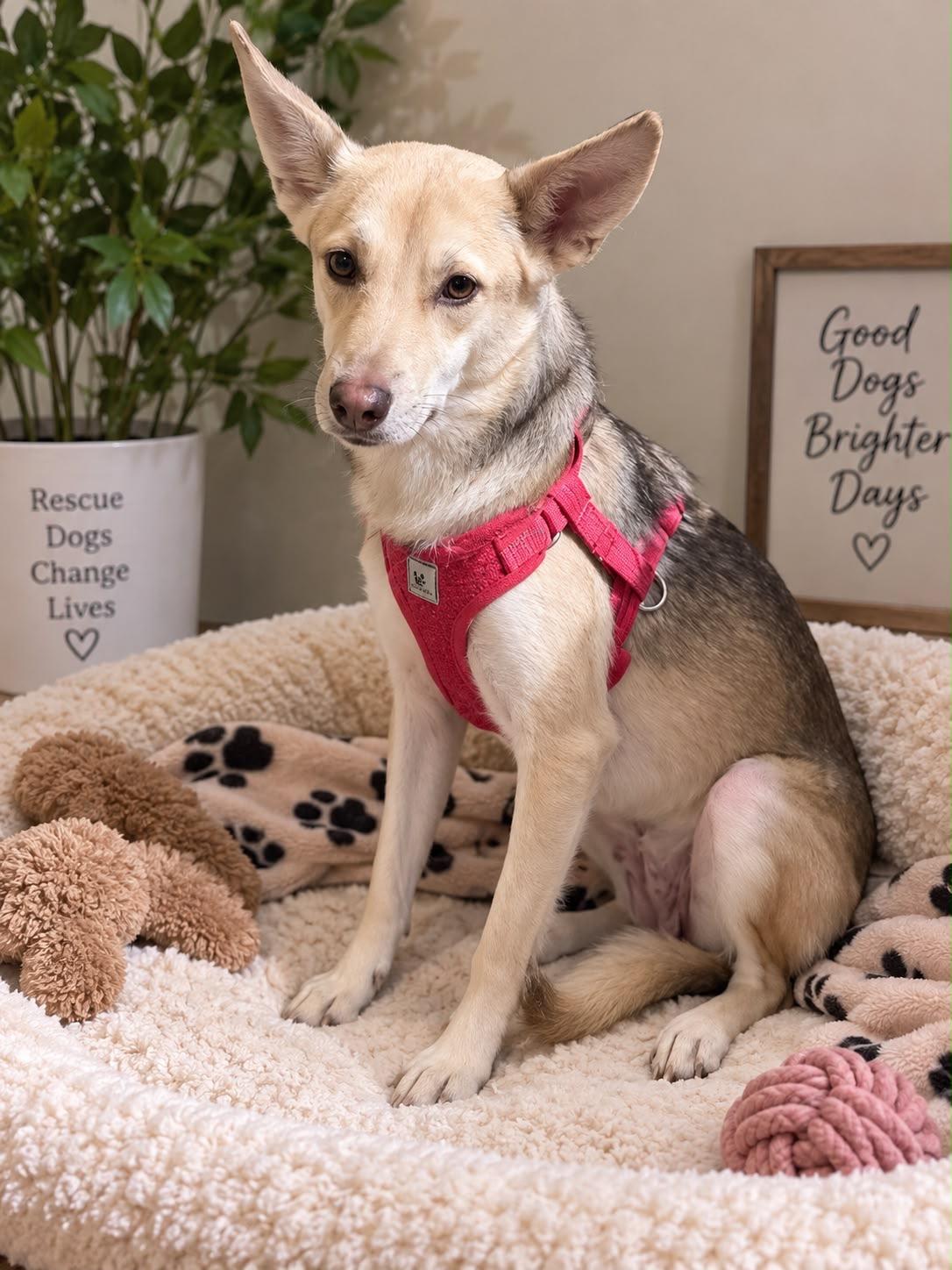 Hunny, Adoptable, Young Female Carolina Dog.