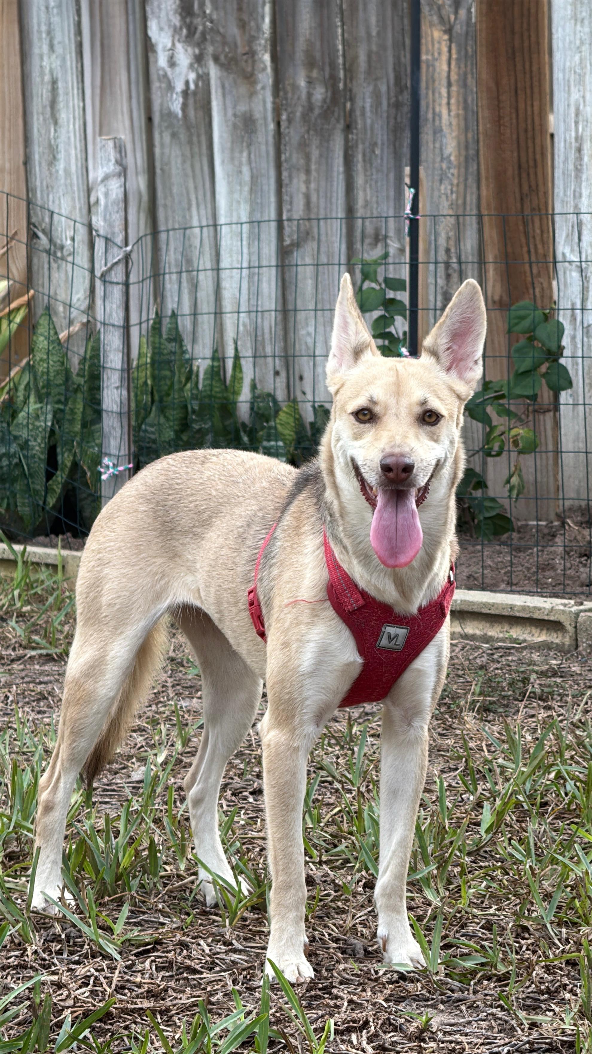 Enlarge Hunny, a Adoptable mixed breed in Eau Claire, WI image 2/3