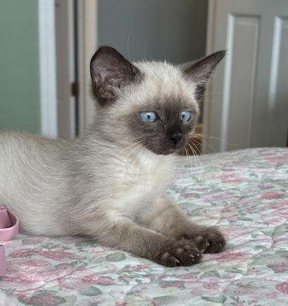Sapphire (In Foster Home), Adopted, Kitten Female Siamese.
