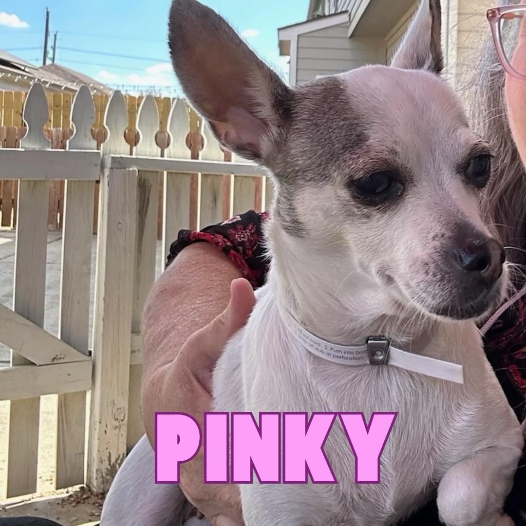 Pinky, Adopted, Adult Female Chihuahua.