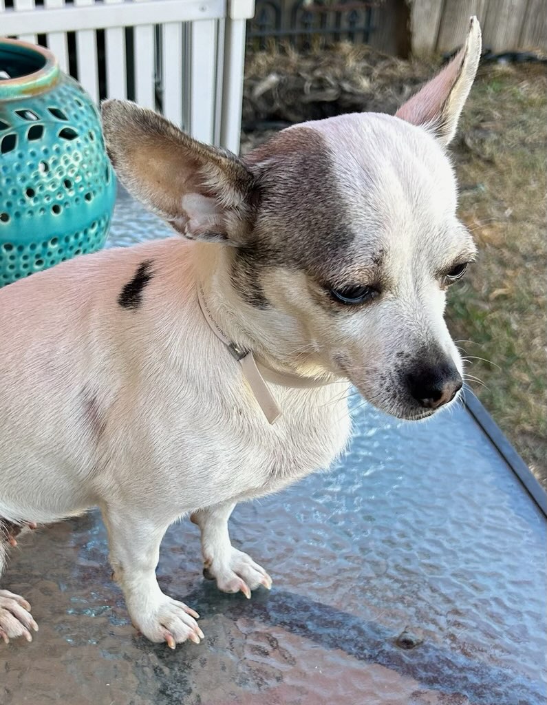 Enlarge Pinky, a Adopted Chihuahua in Magnolia, TX image 3/3