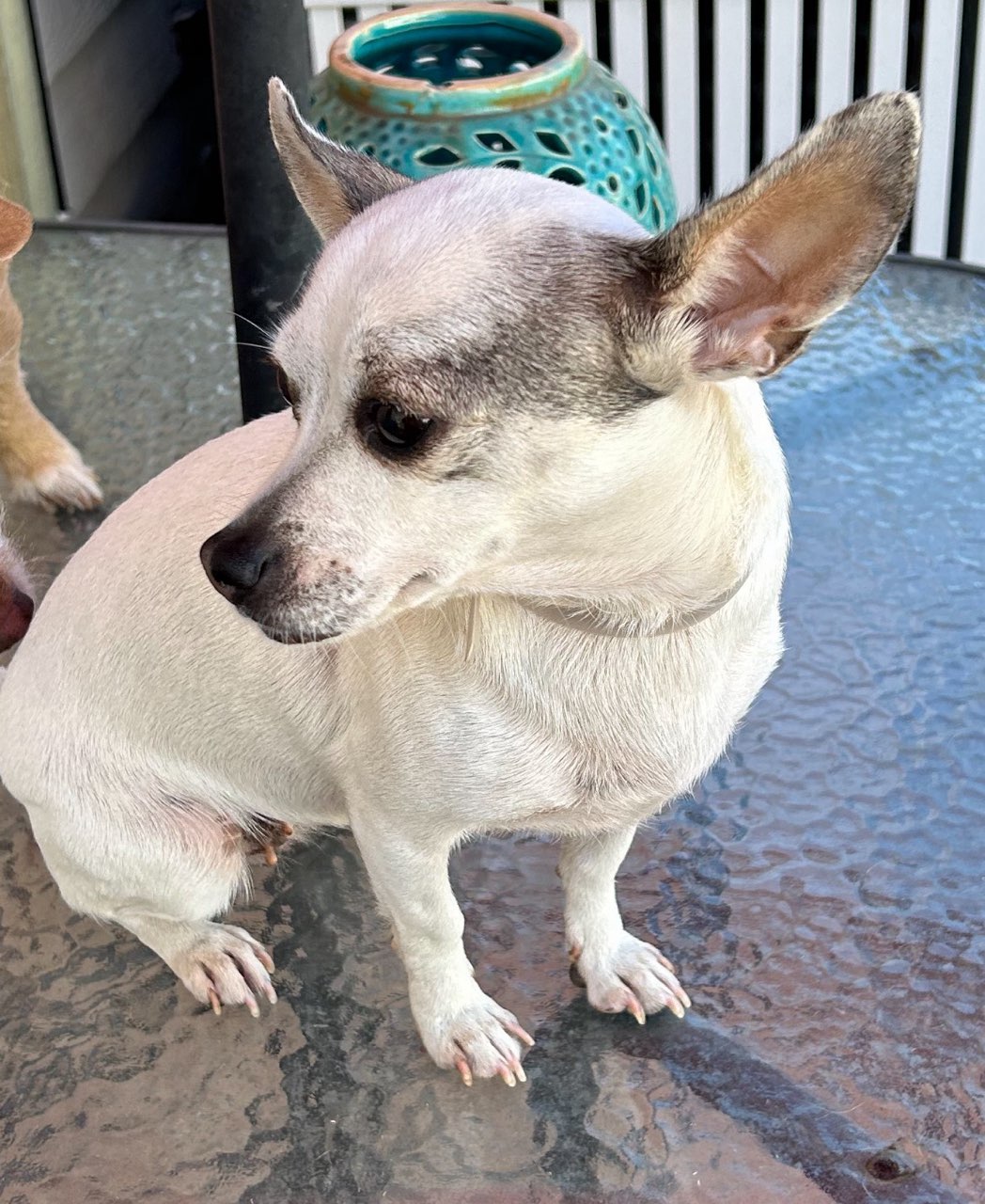 Enlarge Pinky, a Adopted Chihuahua in Magnolia, TX image 2/3