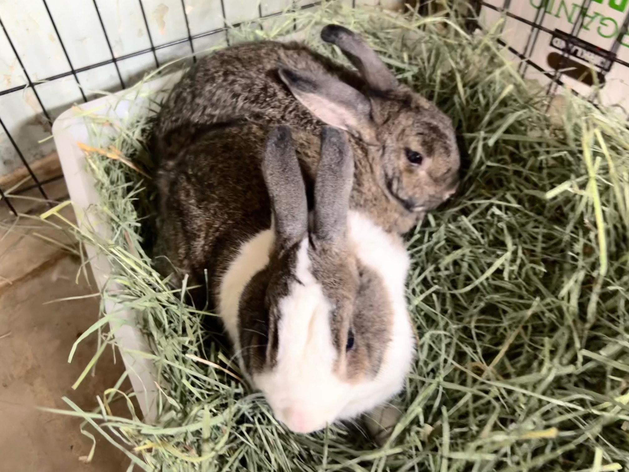 Enlarge Willy & Lily, a Adoptable Bunny Rabbit in LAS VEGAS, NV image 1/1