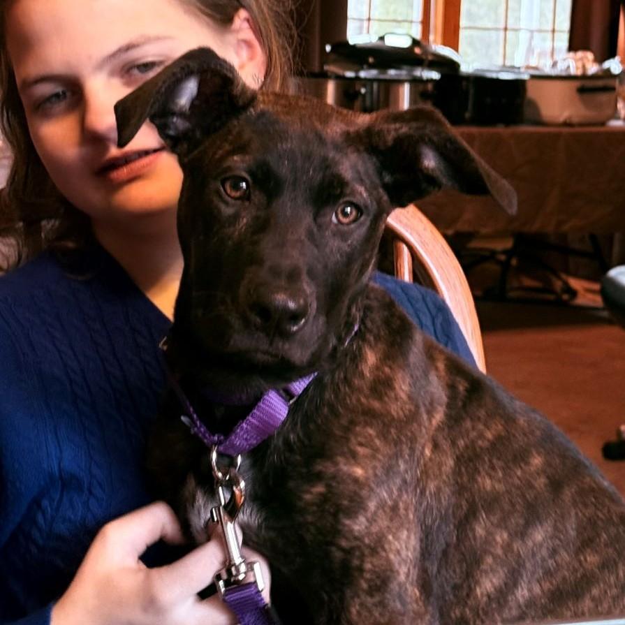 Enlarge Hazelle, a Adoptable Mixed Breed in Rensselaer, NY image 3/5