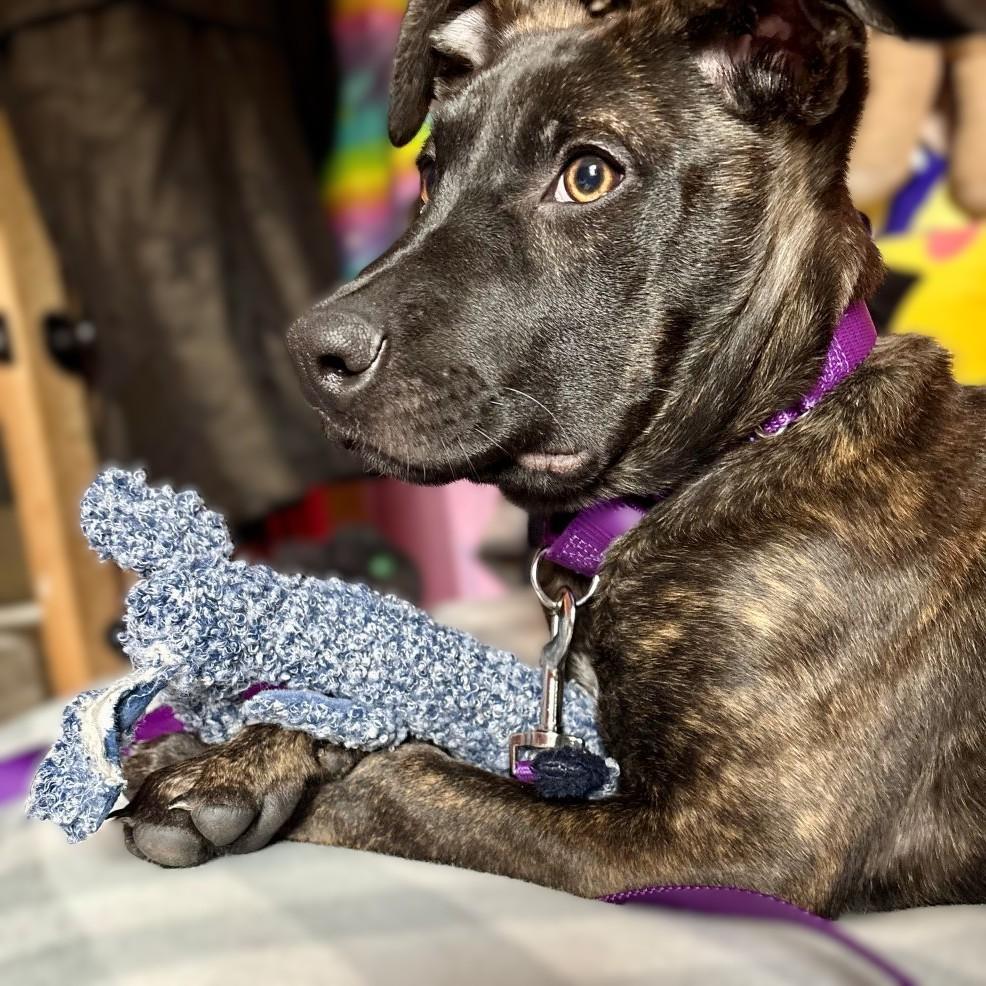 Enlarge Hazelle, a Adoptable Mixed Breed in Rensselaer, NY image 5/5