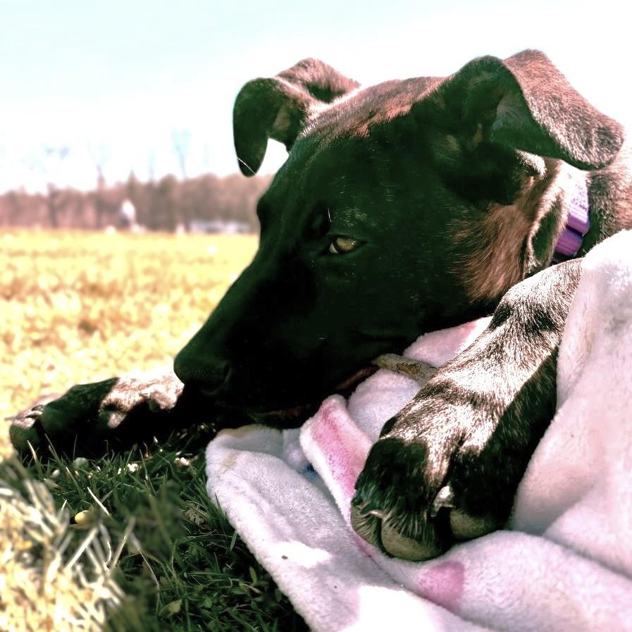 Enlarge Hazelle, a Adoptable Mixed Breed in Rensselaer, NY image 4/5