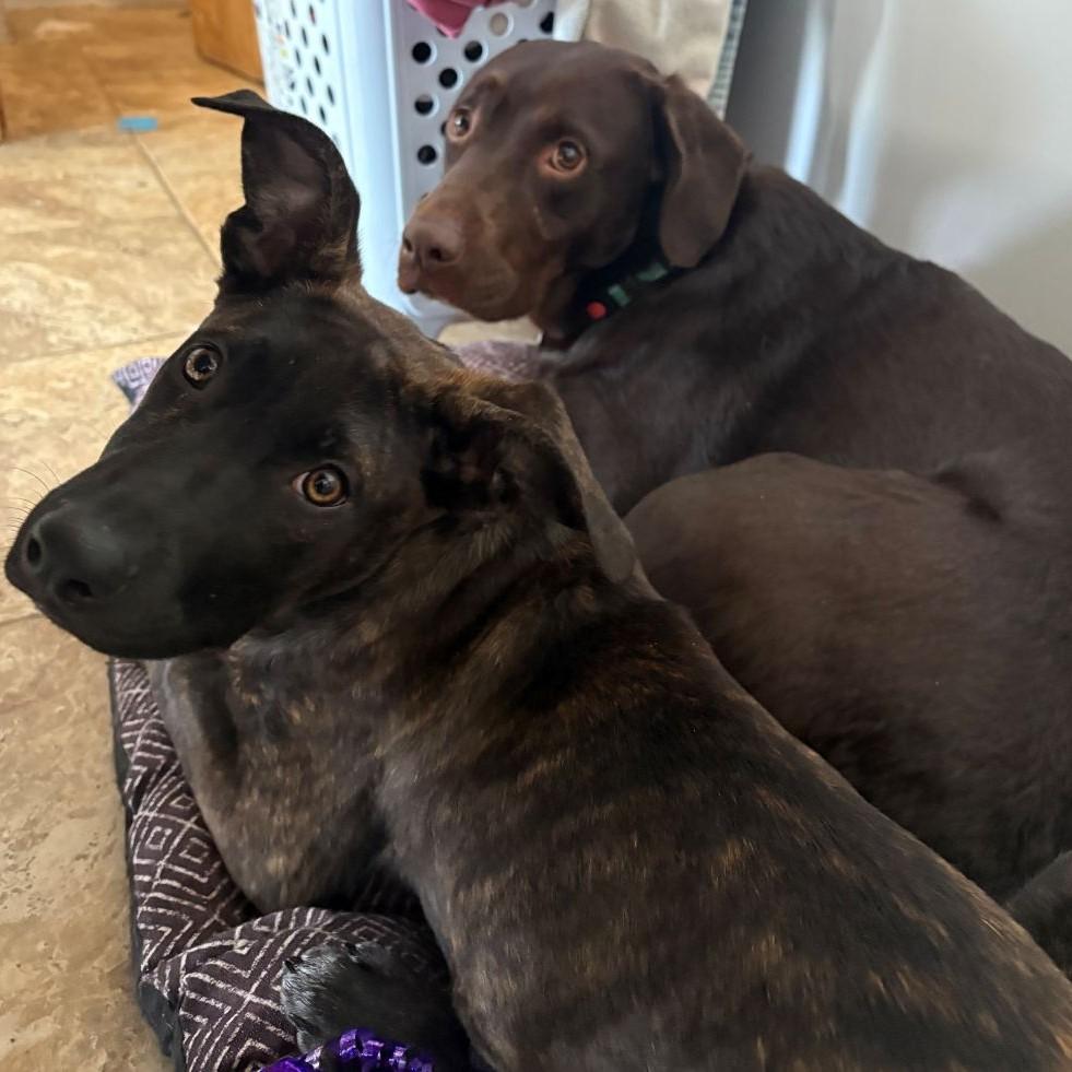 Enlarge Hazelle, a Adoptable Mixed Breed in Rensselaer, NY image 2/5