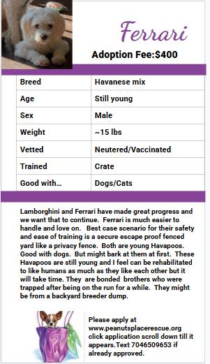 Enlarge Ferrari, a Adoptable mixed breed in Matthews, NC image 4/4