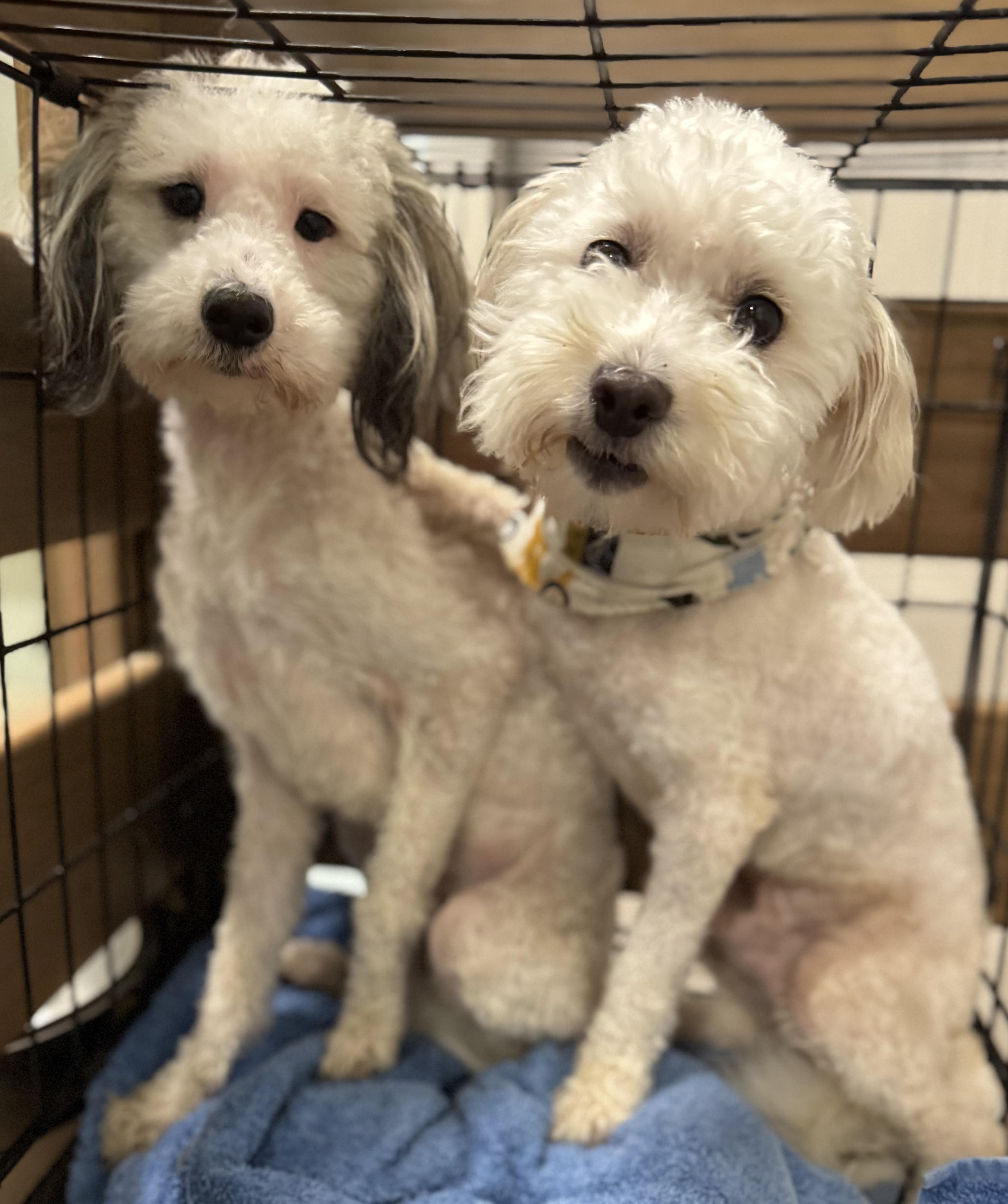 Ferrari, Adoptable, Adult Male Havanese.