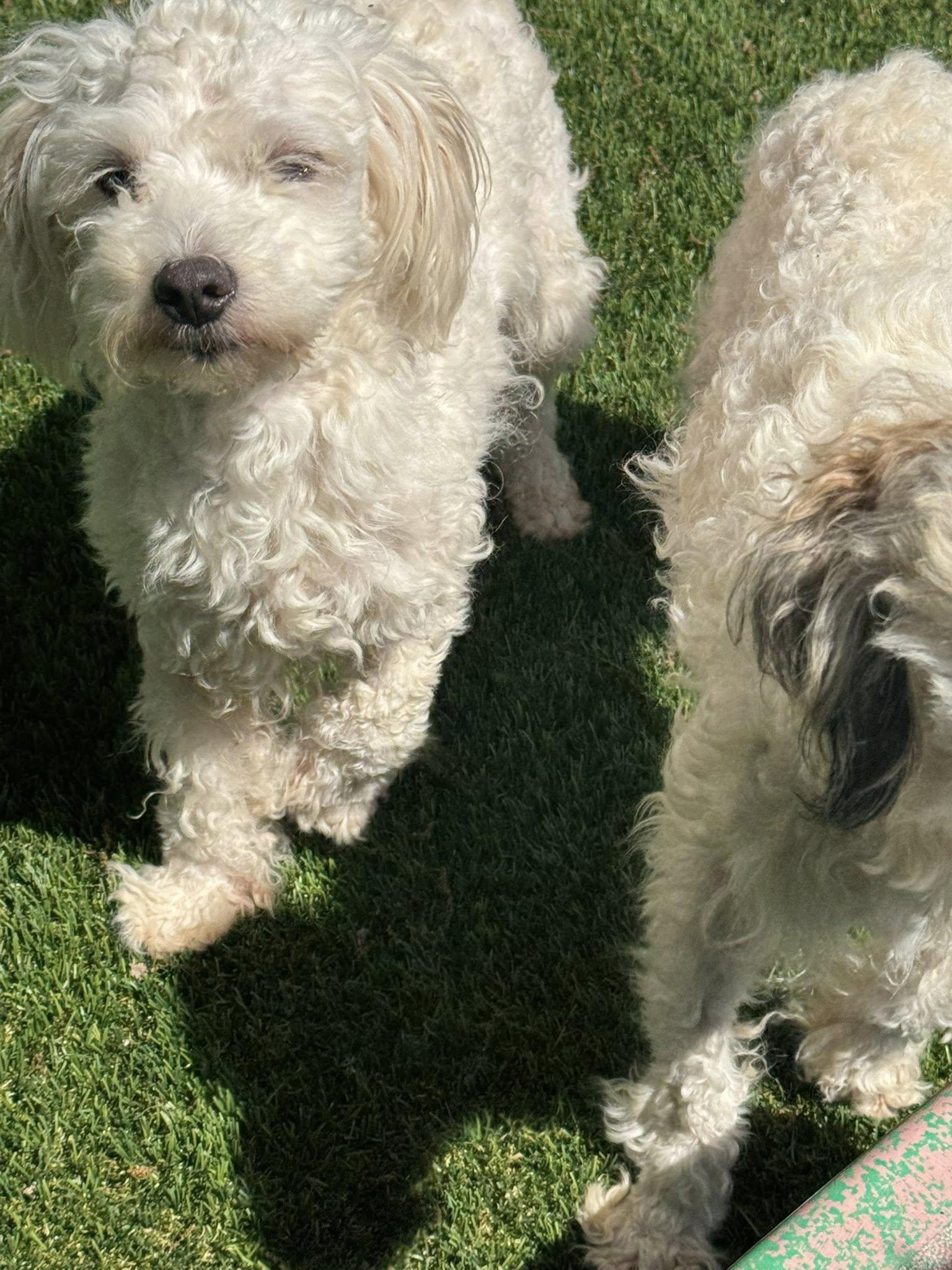 Ferrari, a Adoptable mixed breed in Matthews, NC image 2/2