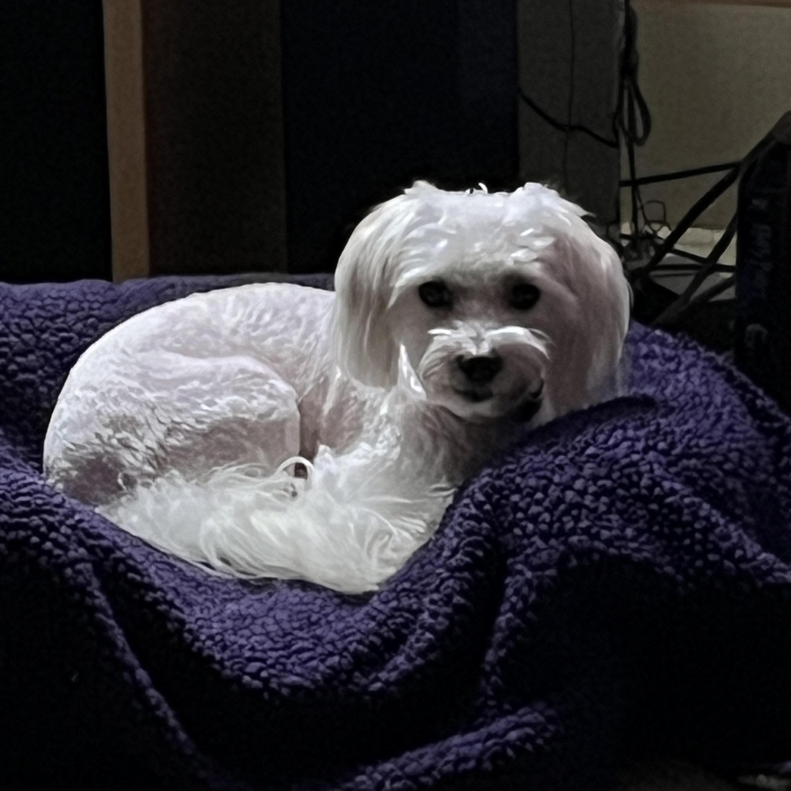 Ferrari, Adoptable, Young Male Havanese.