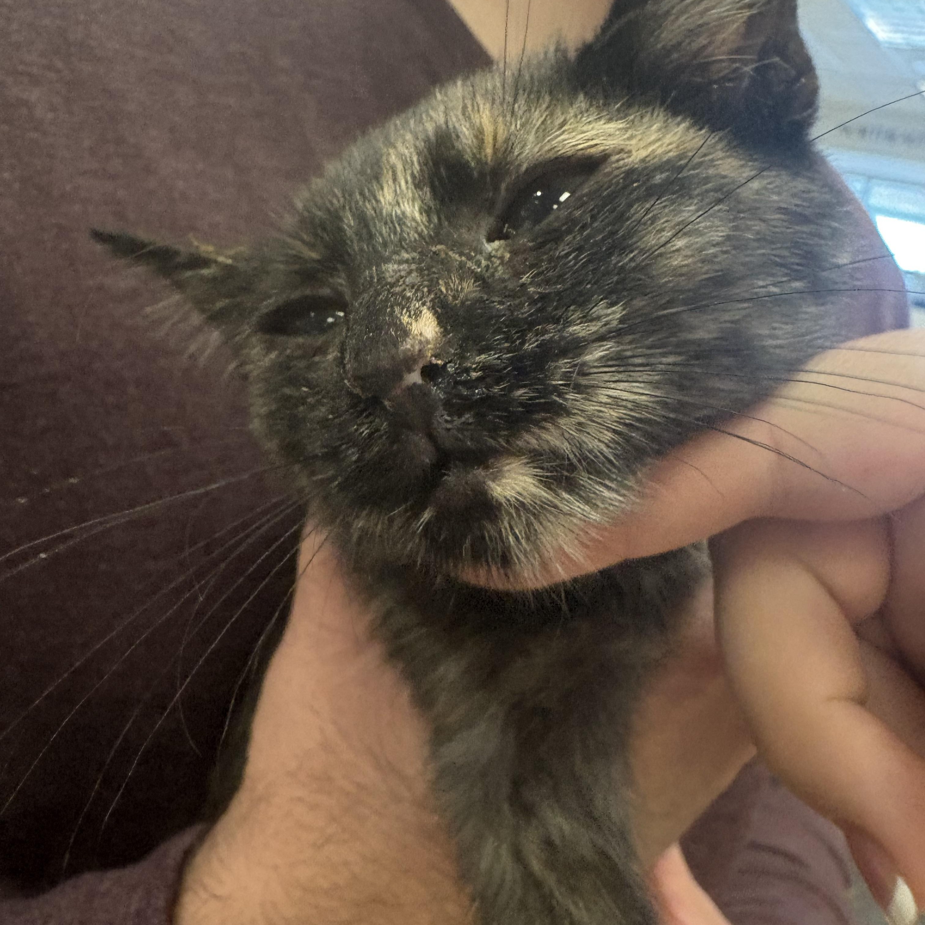 Angelica, a Adoptable mixed breed in Youngstown, FL image 2/3