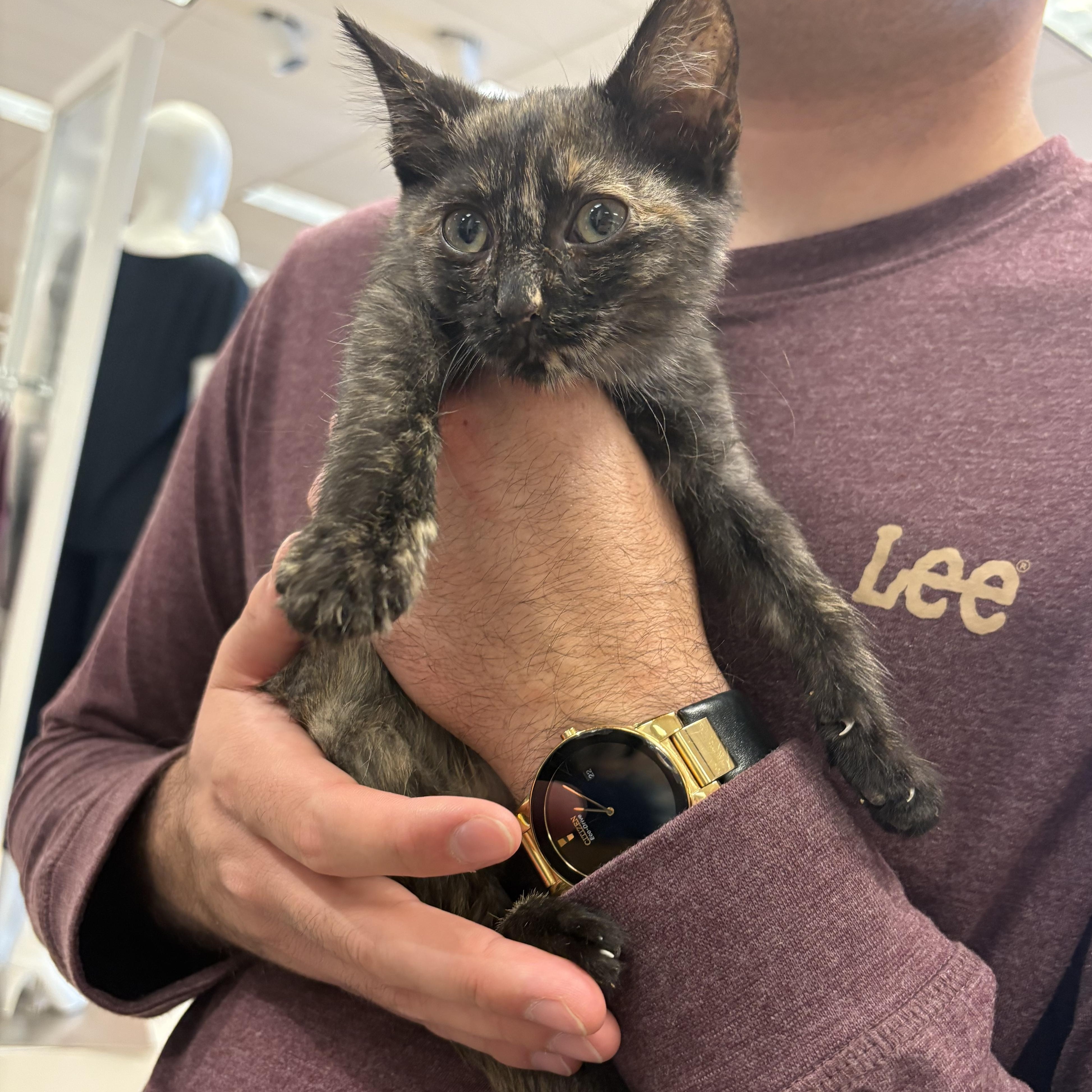 Angelica, Adoptable, Kitten Female Domestic Medium Hair.