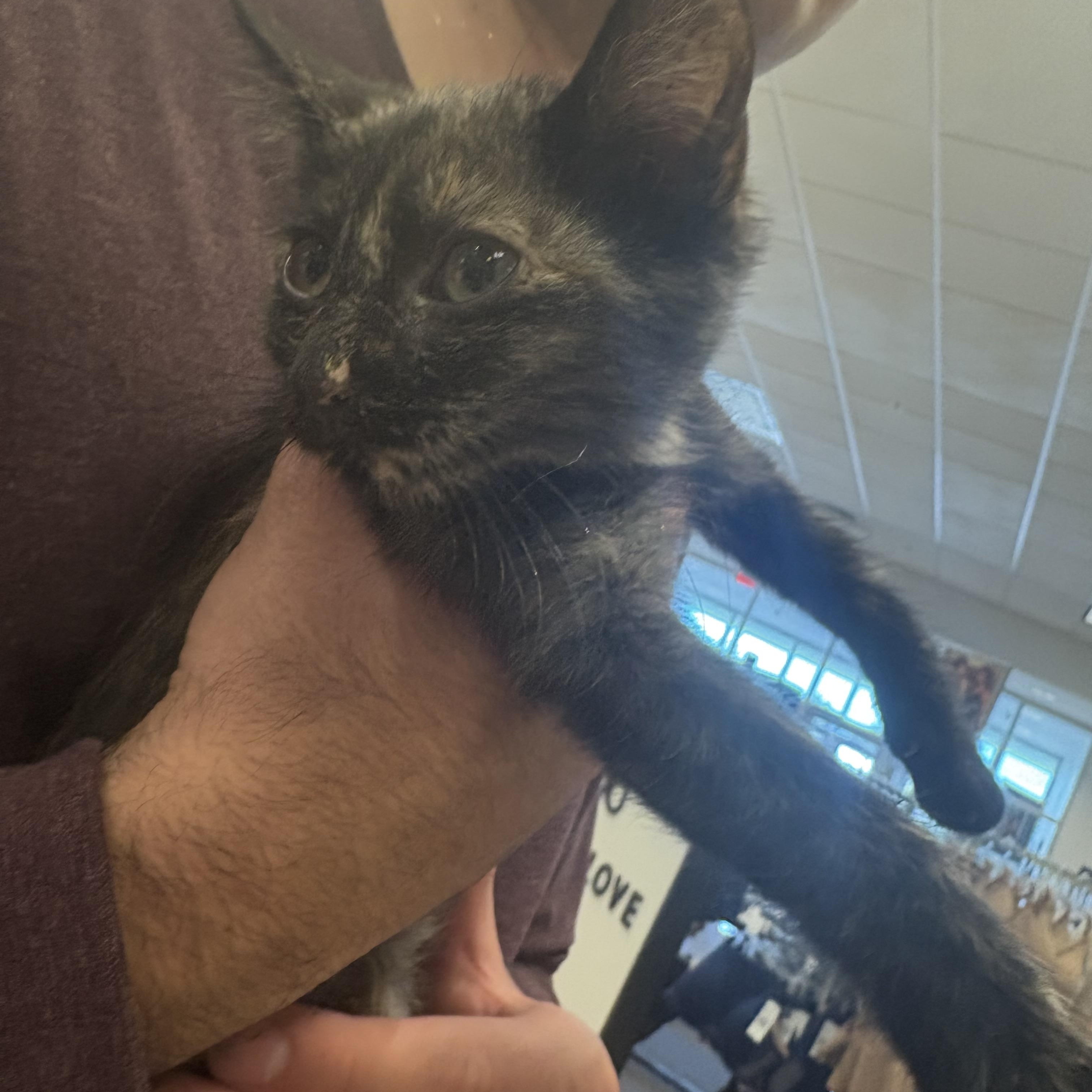 Angelica, a Adoptable mixed breed in Youngstown, FL image 3/3