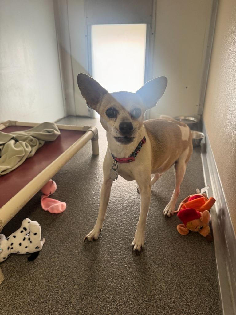 Enlarge Lucky, a Adoptable mixed breed in Lunenburg, VT image 1/3