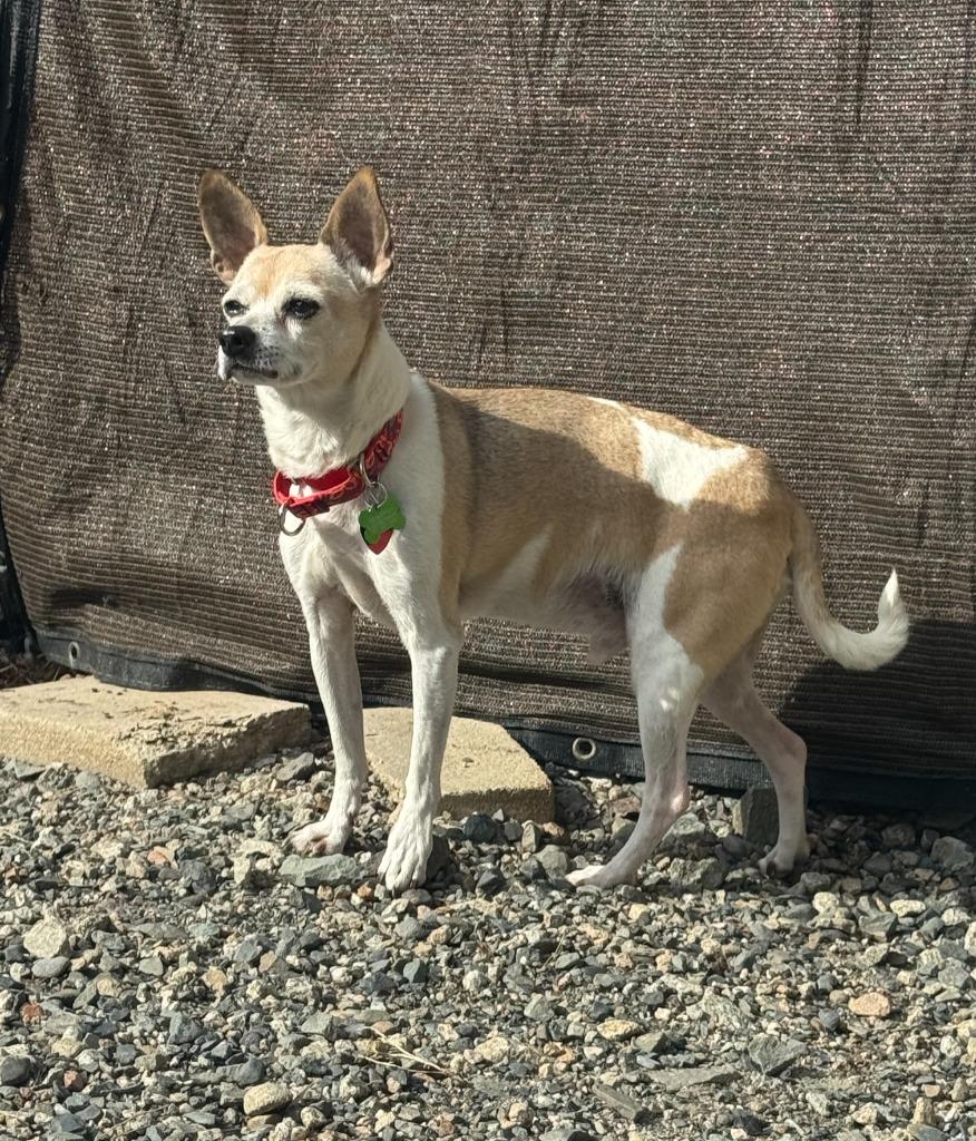 Enlarge Lucky, a Adoptable mixed breed in Lunenburg, VT image 2/3