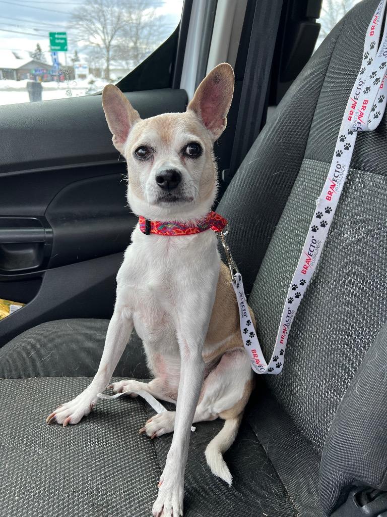 Enlarge Lucky, a Adoptable mixed breed in Lunenburg, VT image 3/3
