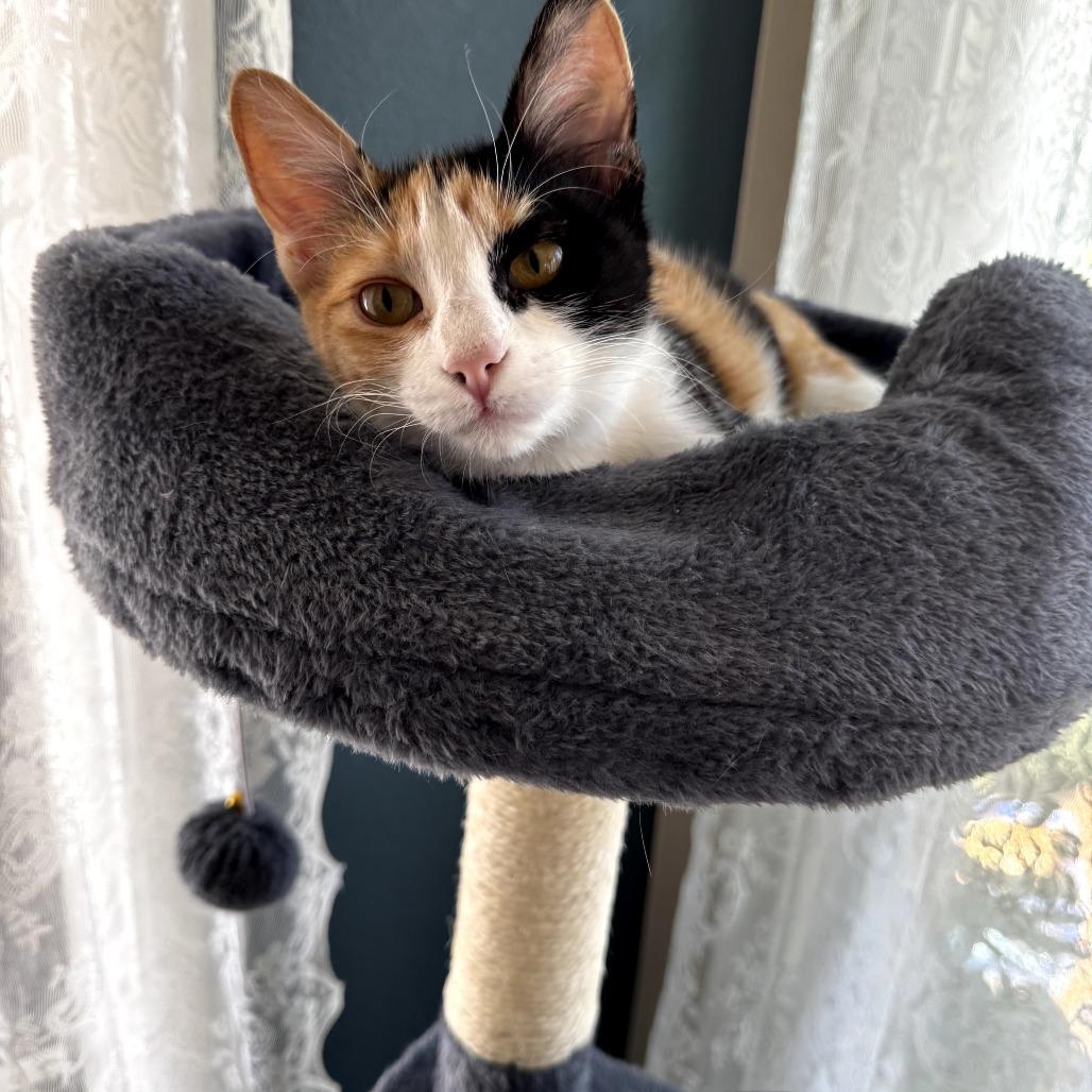 Bella — thumbnail 2