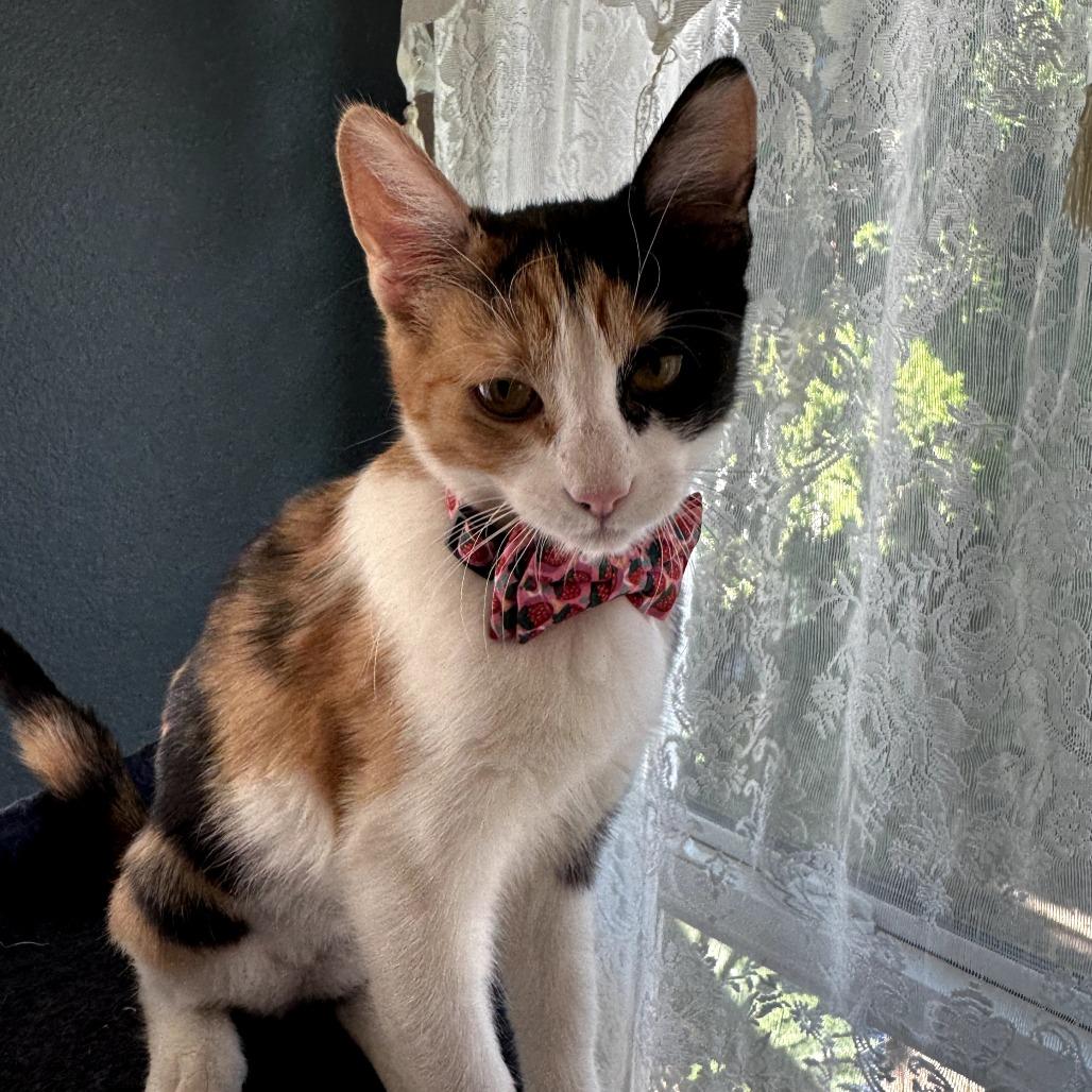 Bella — thumbnail 3