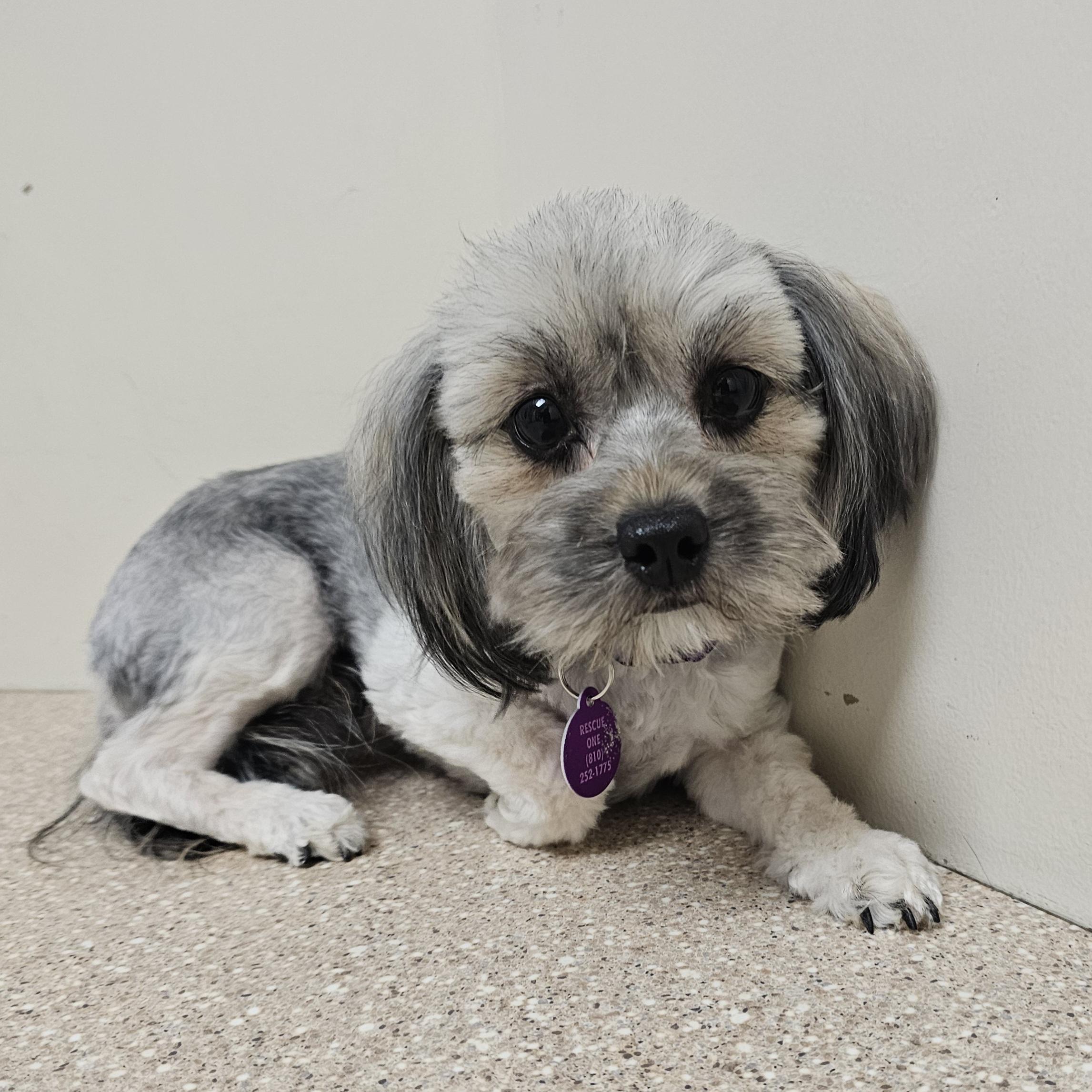 Enlarge TAWNY, a Adoptable mixed breed in Fenton, MI image 1/6