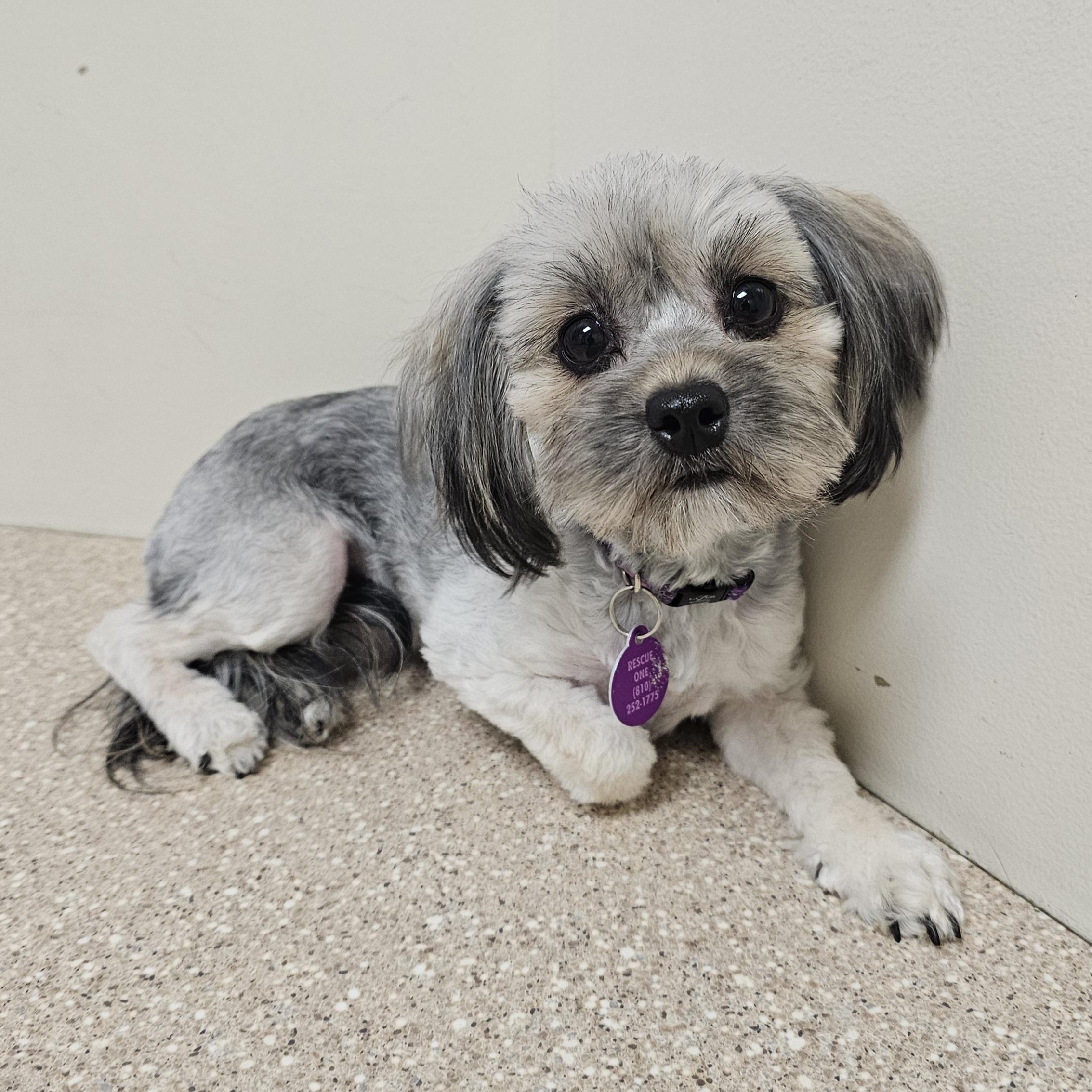 Enlarge TAWNY, a Adoptable mixed breed in Fenton, MI image 3/6