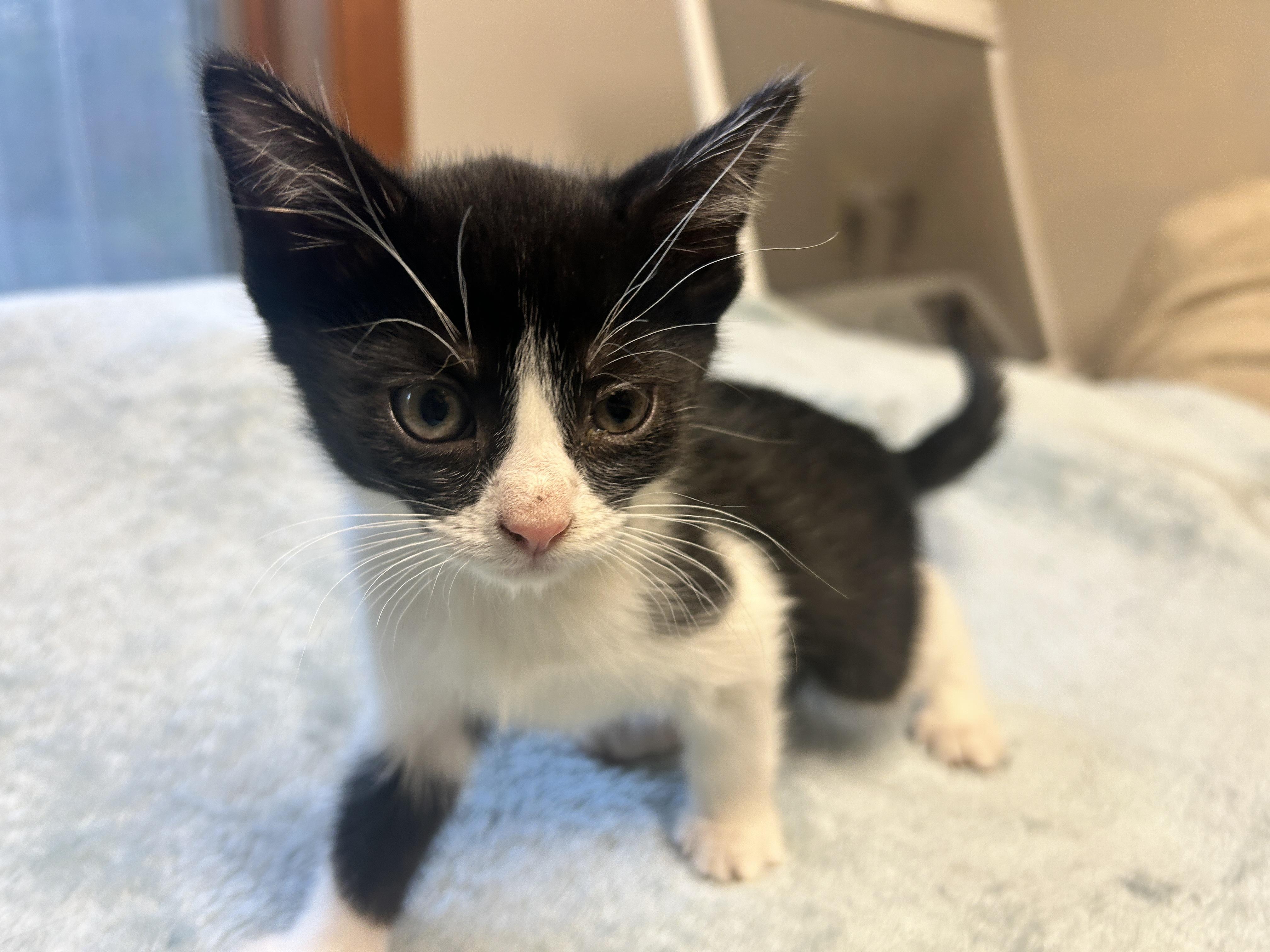 Enlarge Simon, a ADOPTABLE Tuxedo in Pasco, WA image 2/2