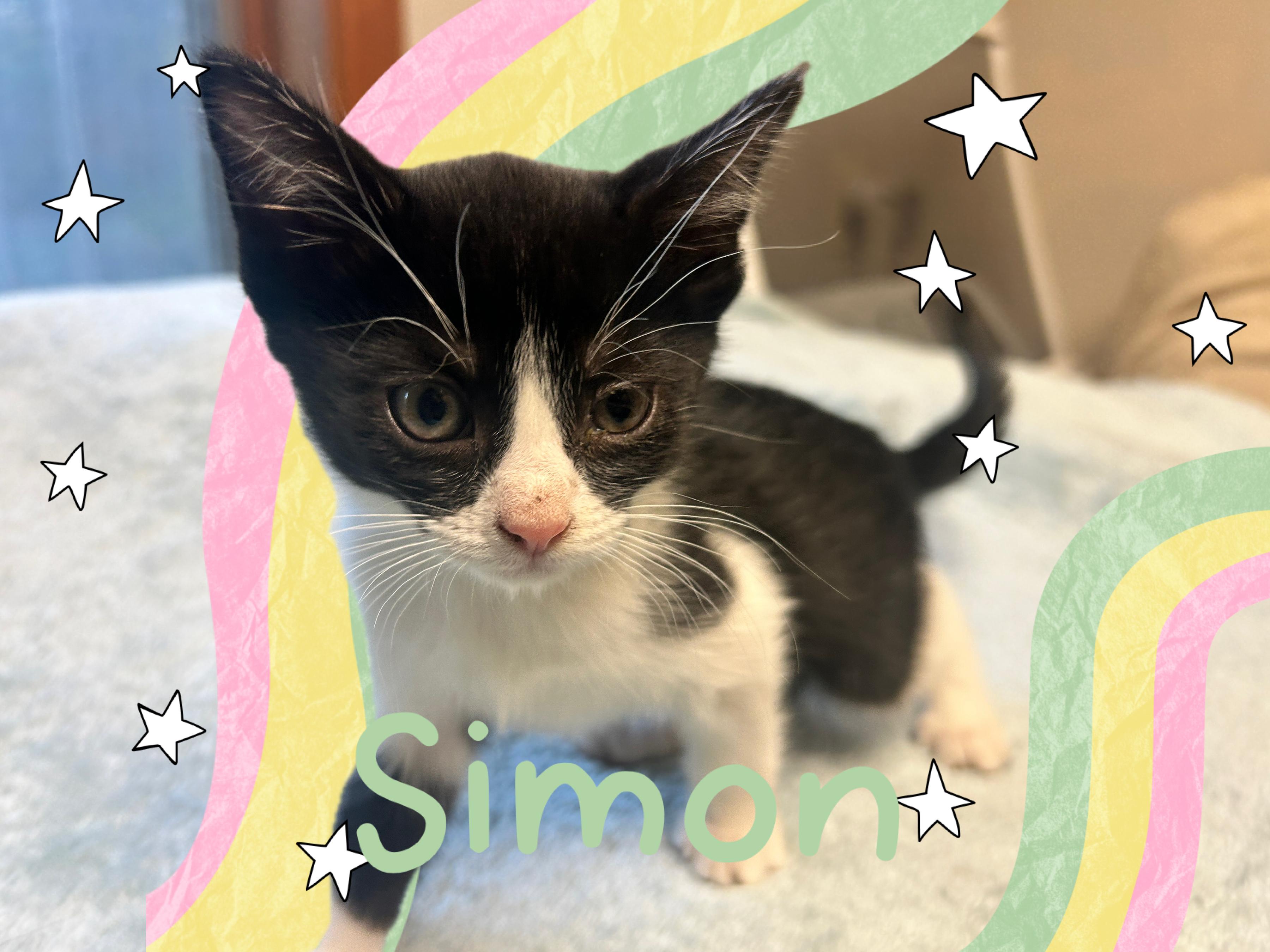 Enlarge Simon, a ADOPTABLE Tuxedo in Pasco, WA image 1/2