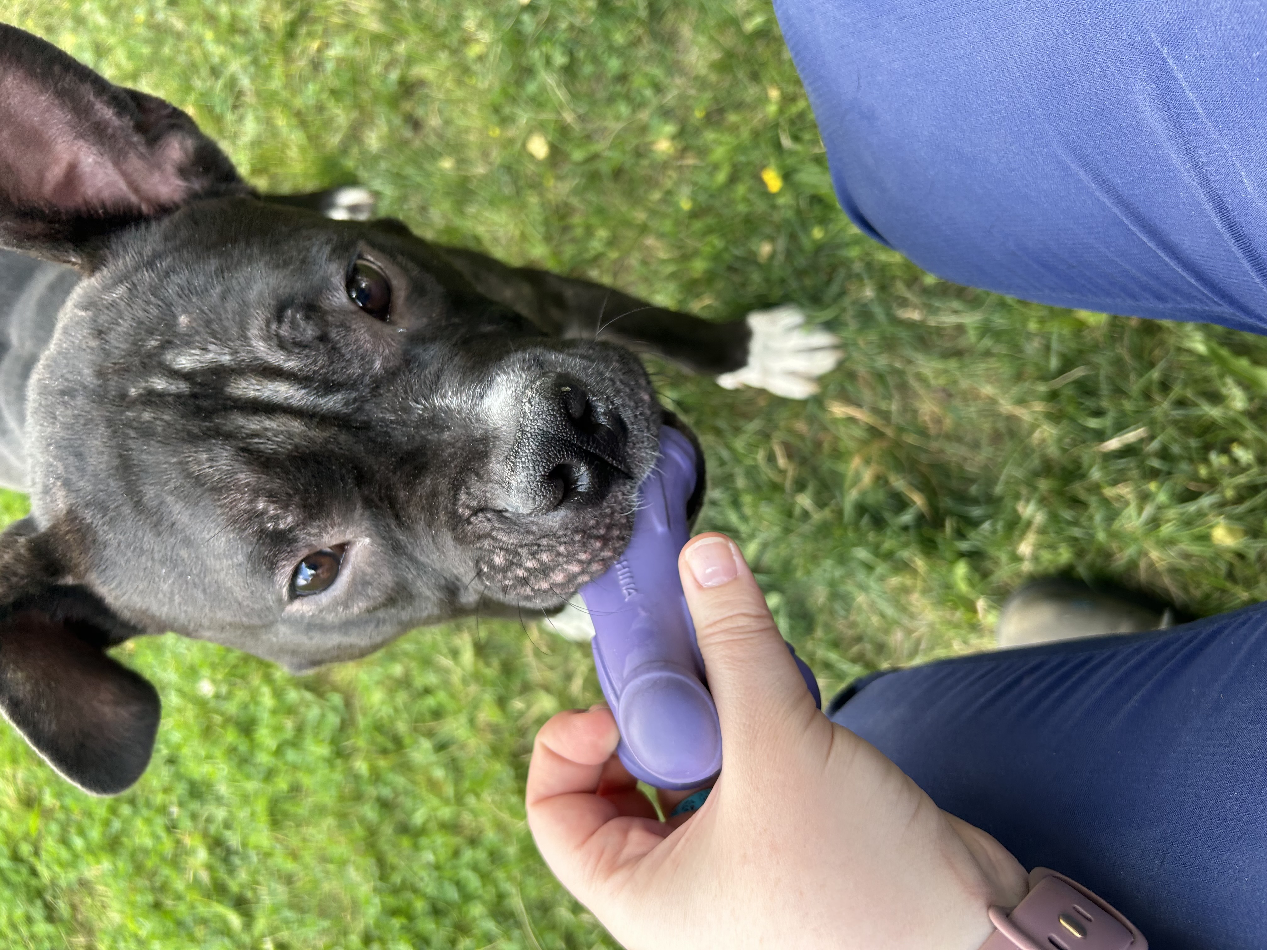 Bobby - Foster to Adopt photo 2