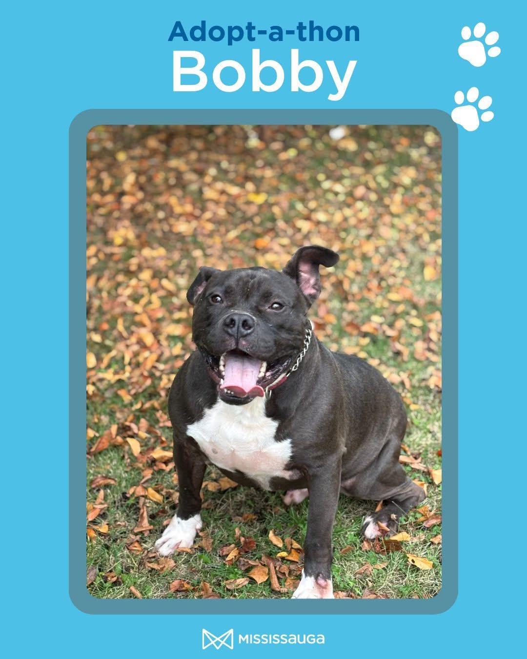 Bobby - Foster to Adopt, an adoptable American Bully in Mississauga, ON, L5C 4H4 | Photo Image 1