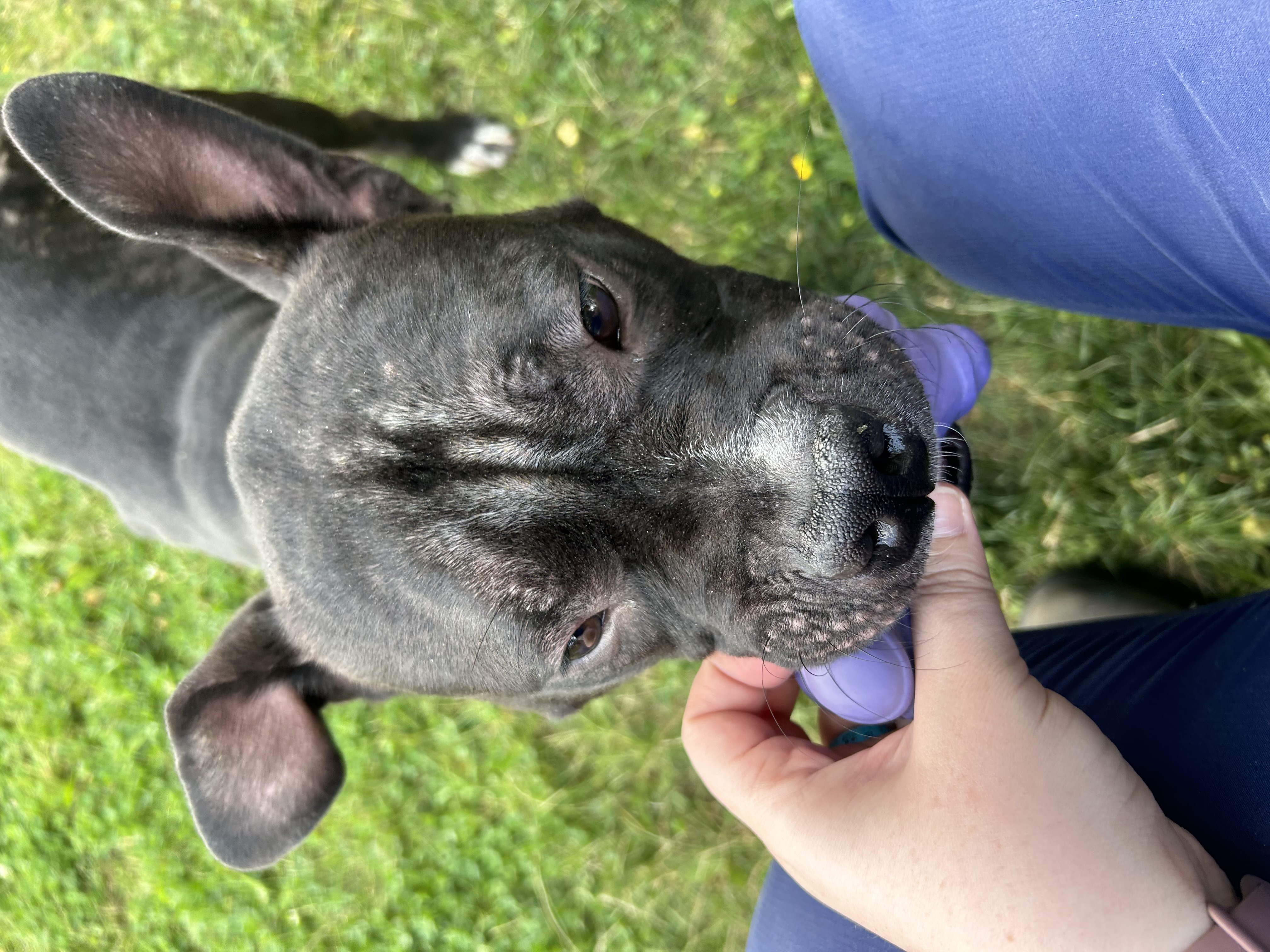 Bobby - Foster to Adopt photo 3