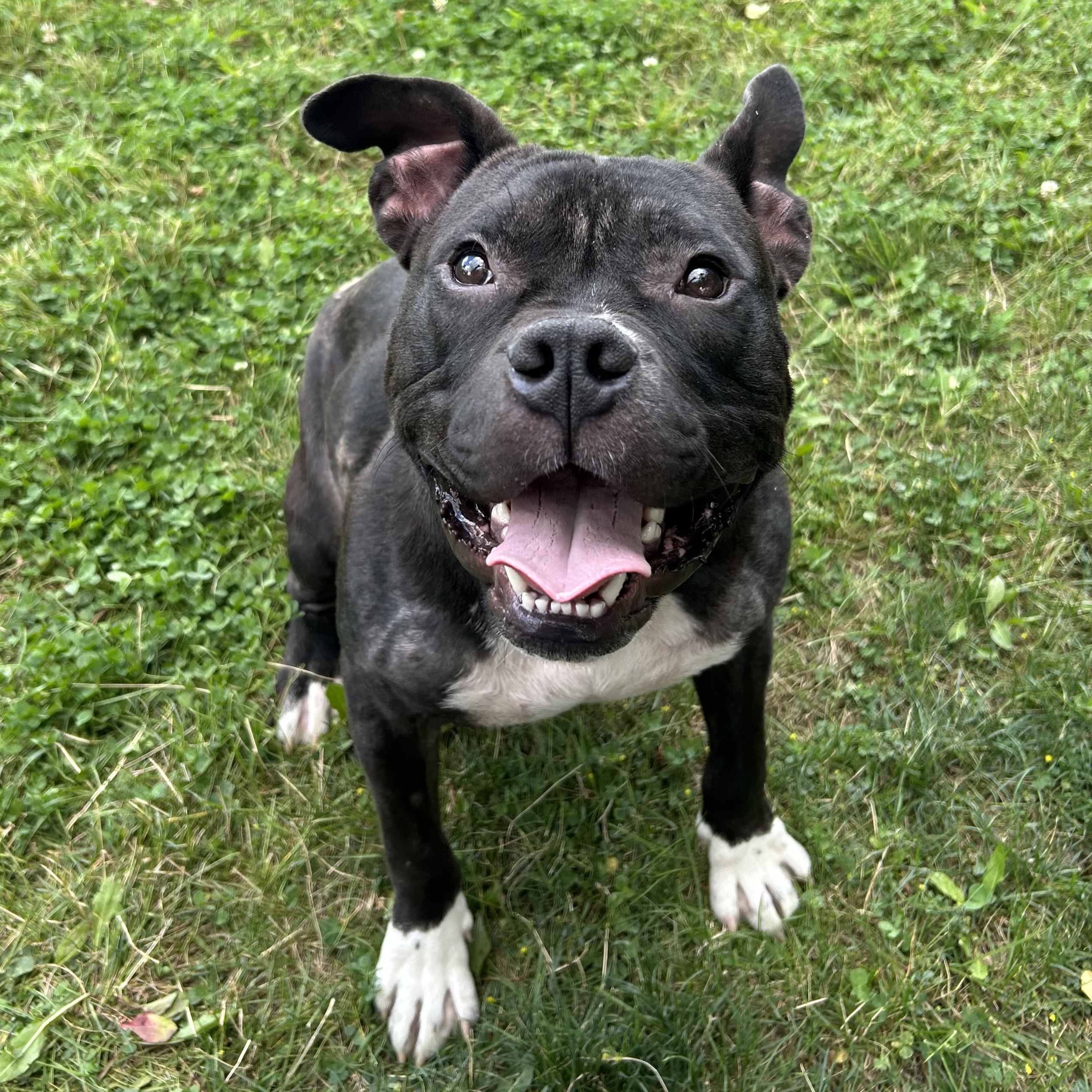 Bobby - Foster to Adopt photo 1