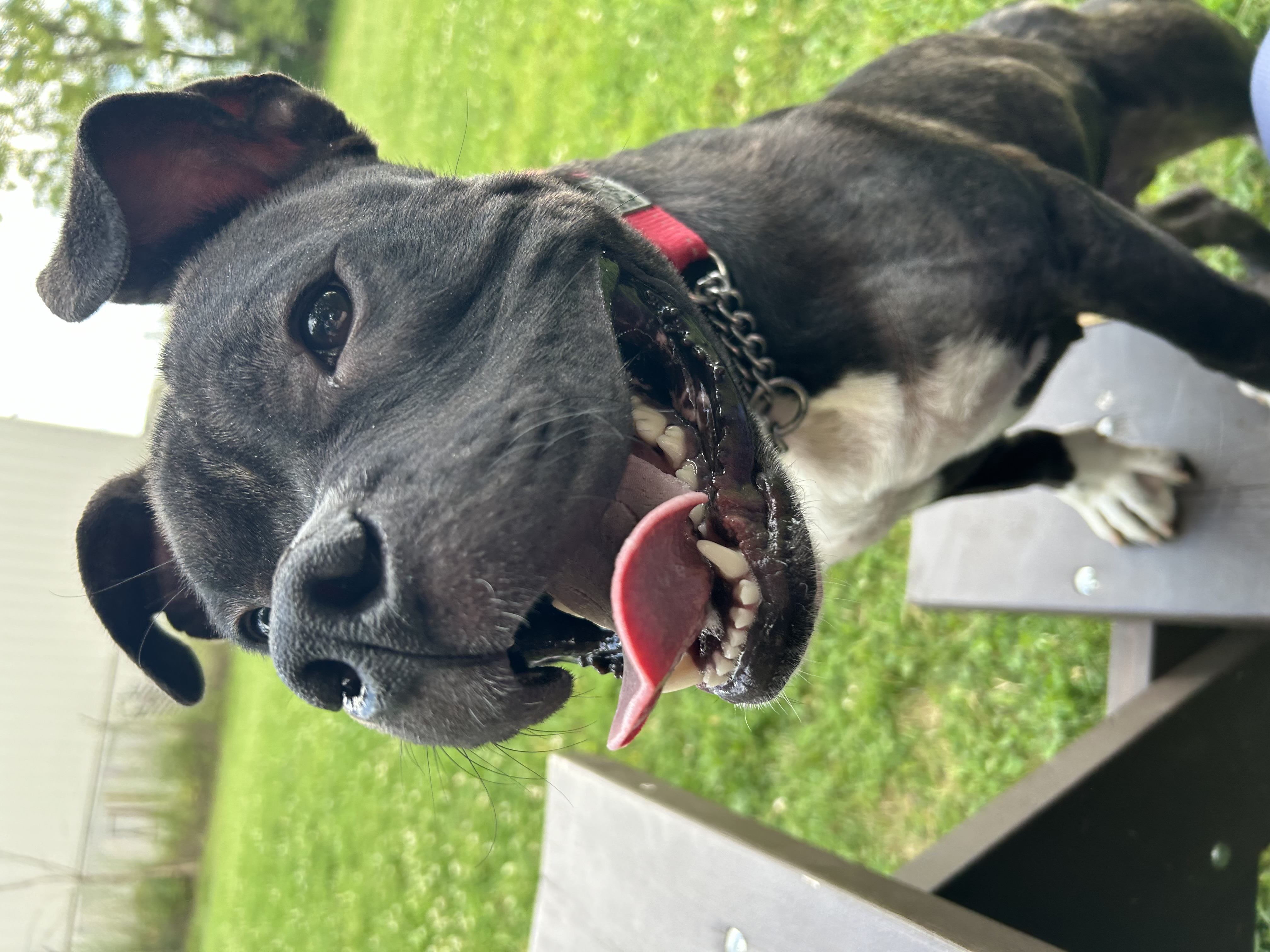 Bobby - Foster to Adopt photo 4