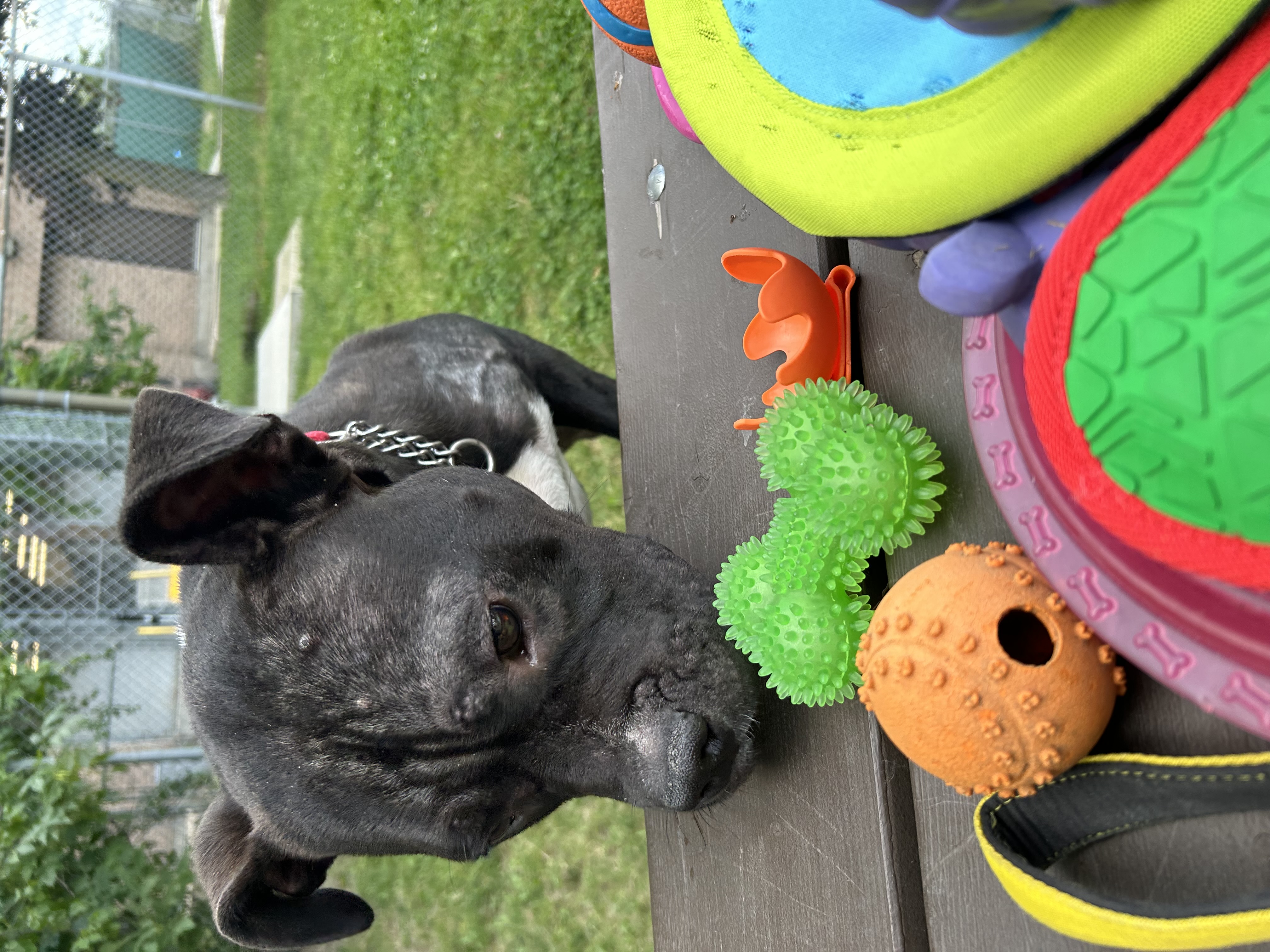 Bobby - Foster to Adopt photo 5