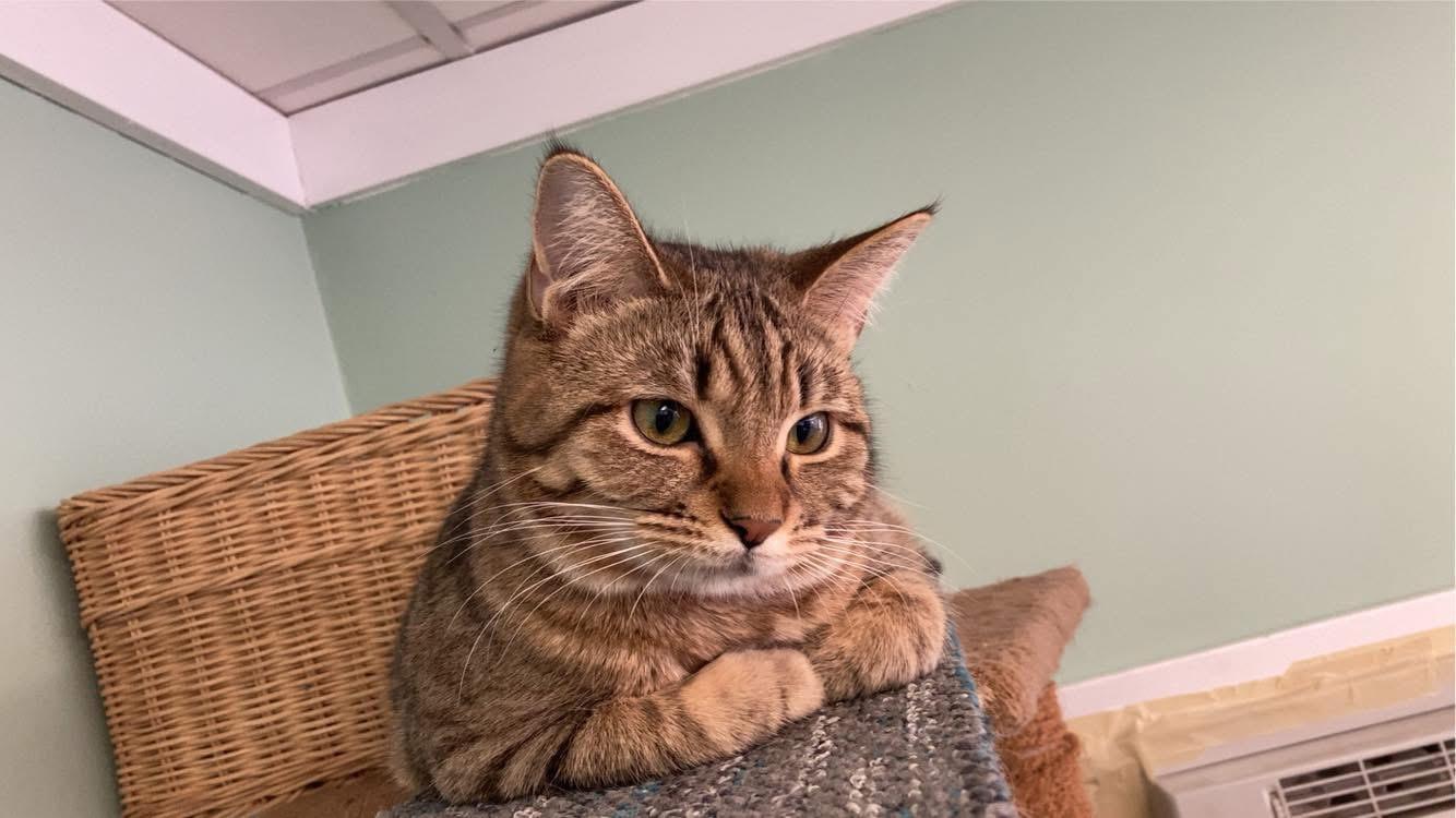 Enlarge Aylin, a Adoptable Domestic Short Hair in Battle Ground, IN image 1/4