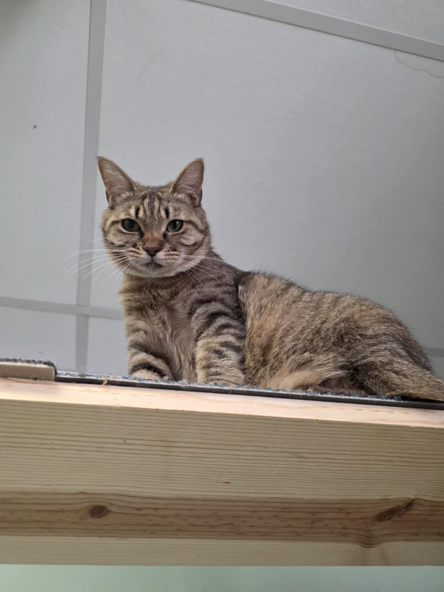 Enlarge Aylin, a Adoptable Domestic Short Hair in Battle Ground, IN image 2/4