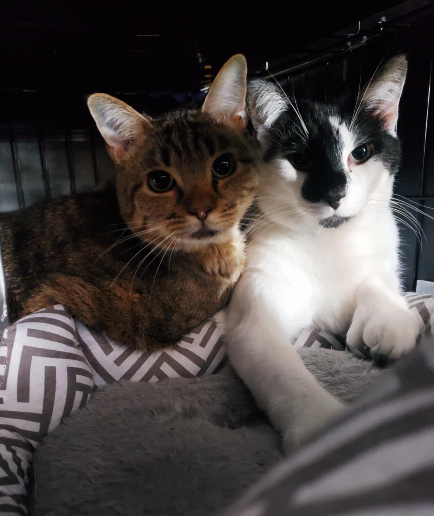 Enlarge Aylin, a Adoptable Domestic Short Hair in Battle Ground, IN image 4/4