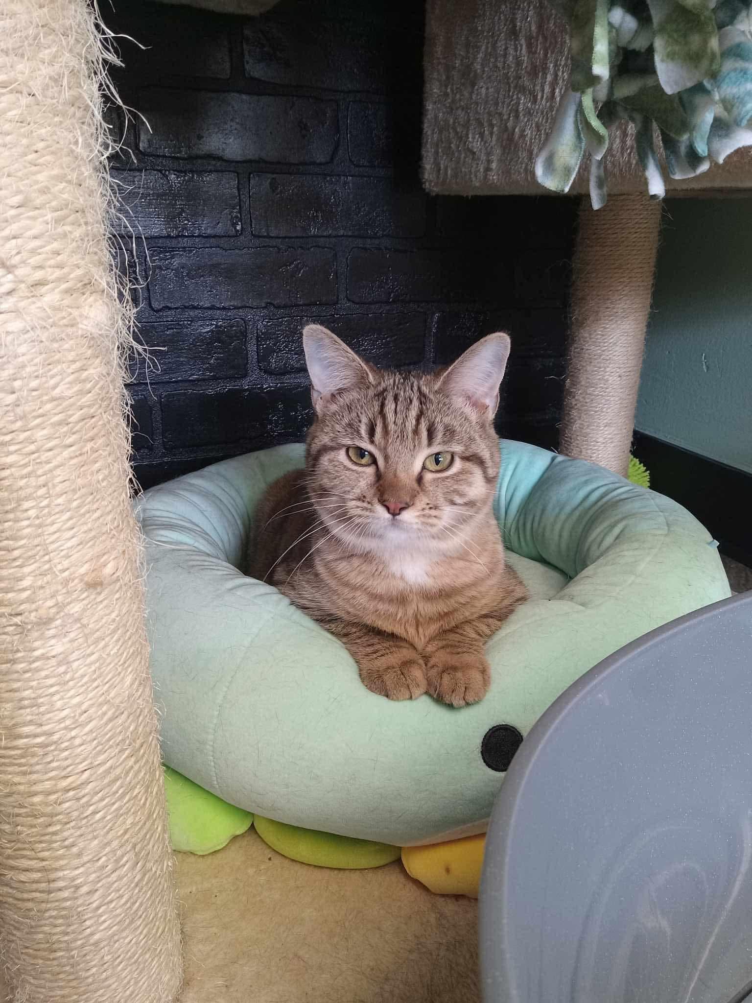 Enlarge Aylin, a Adoptable Domestic Short Hair in Battle Ground, IN image 3/4