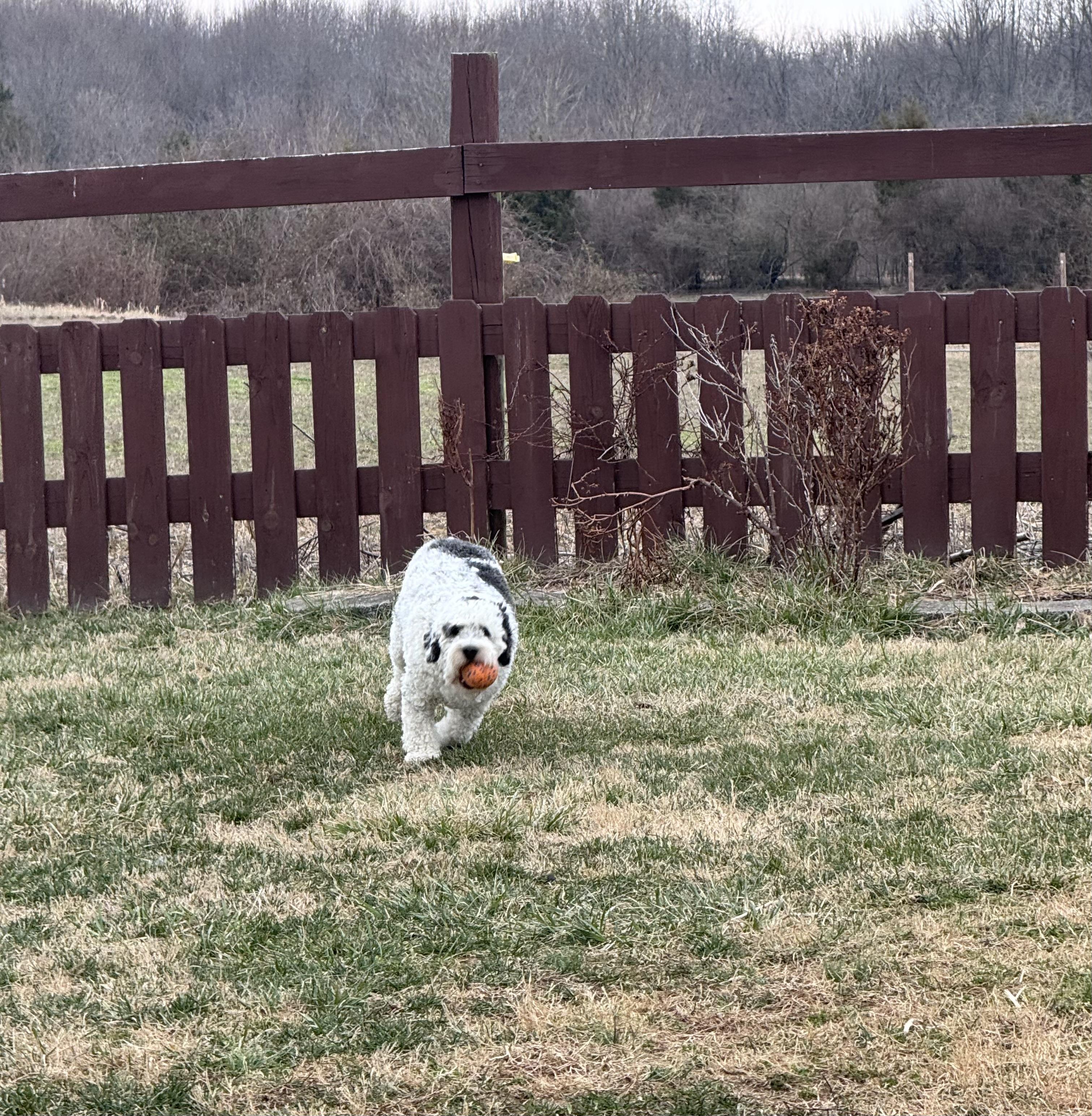 Enlarge Leo, an adopted mixed breed in Jeffersonville, IN image 4/5