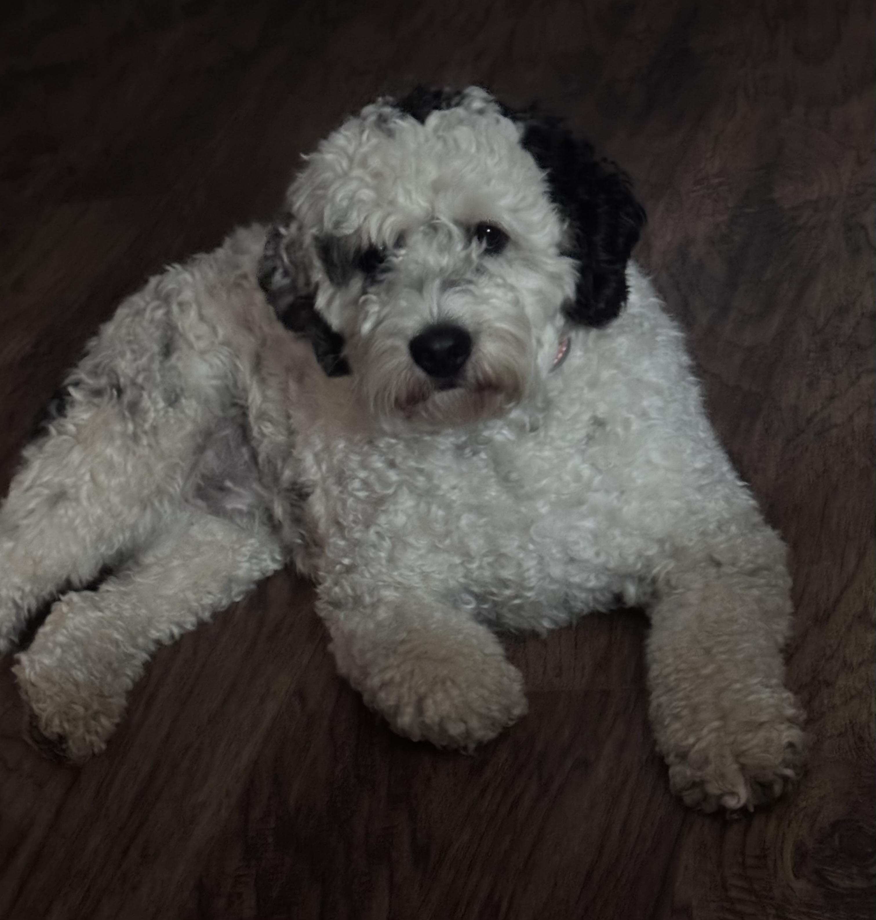 Leo, adopted, Young Male Cocker Spaniel & Poodle.