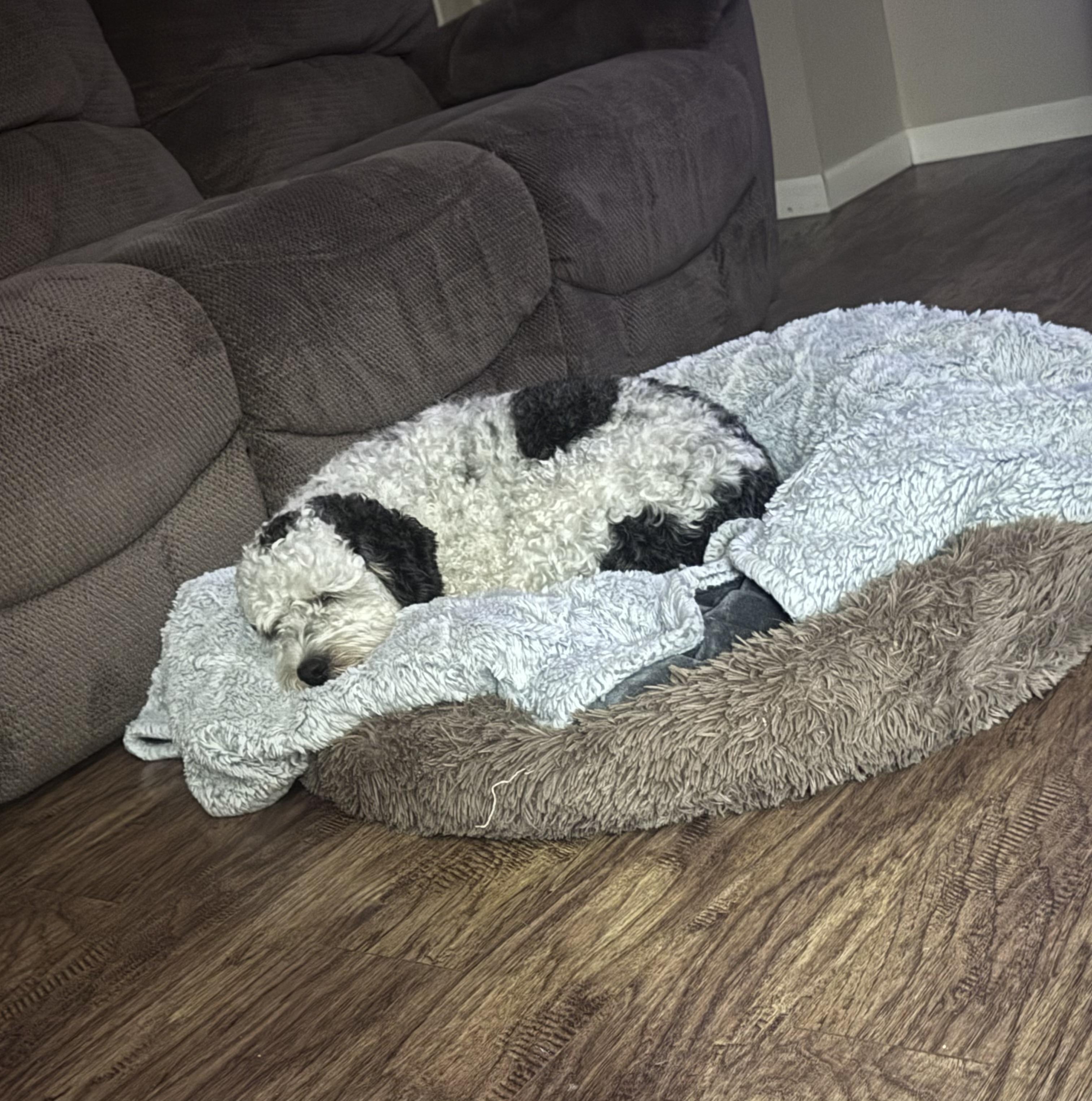 Enlarge Leo, an adopted mixed breed in Jeffersonville, IN image 5/5