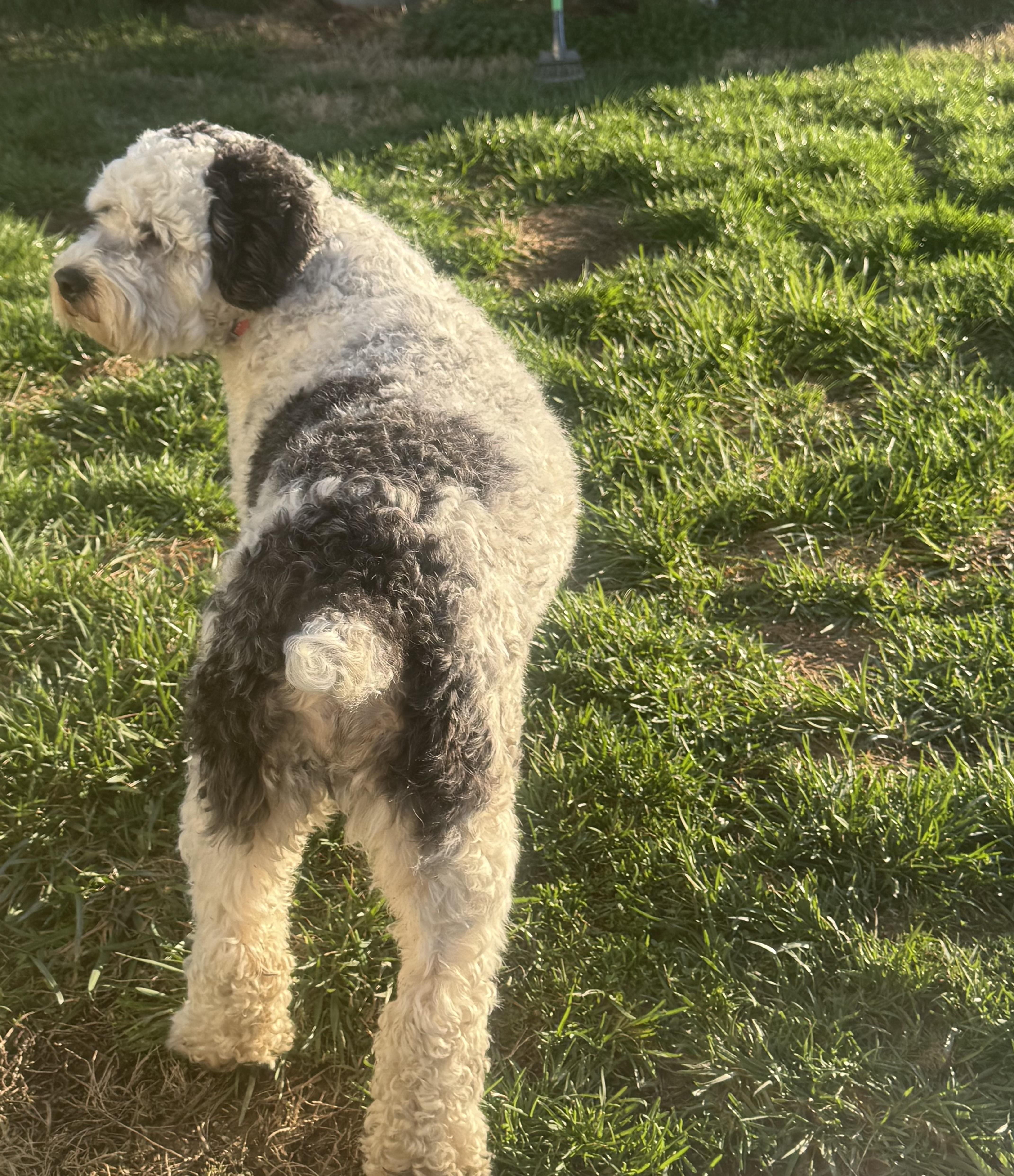 Enlarge Leo, an adopted mixed breed in Jeffersonville, IN image 2/5