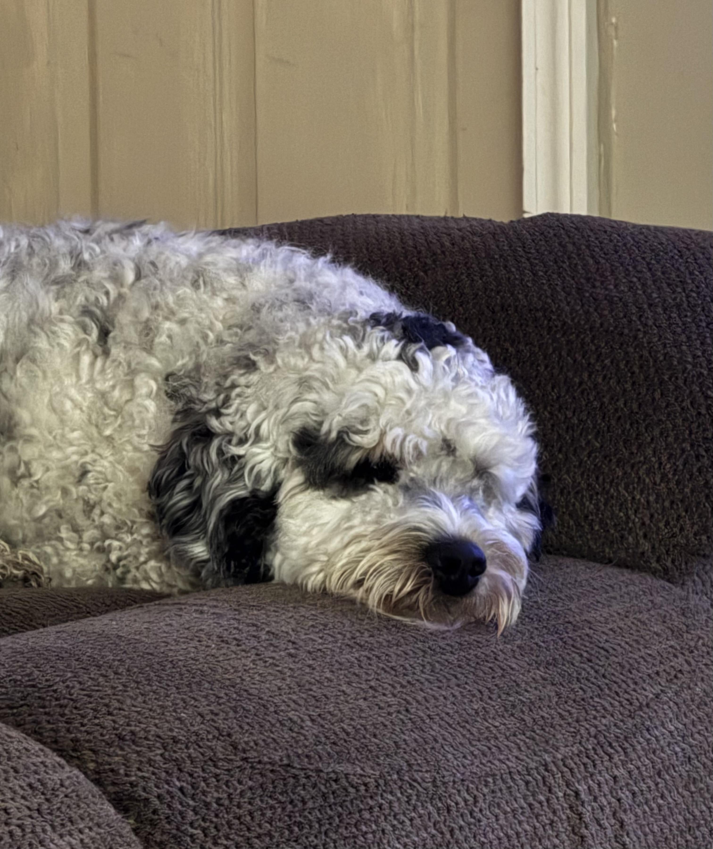 Enlarge Leo, an adopted mixed breed in Jeffersonville, IN image 3/5