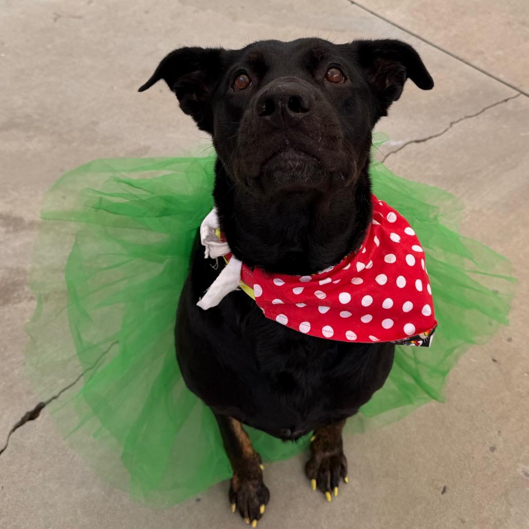 Lucy, Adoptable, Adult Female Mastiff & Rottweiler.