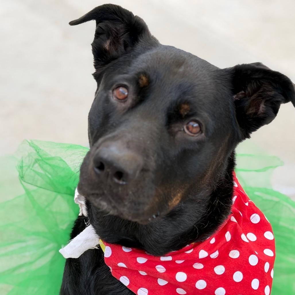 Enlarge Lucy, a Adoptable mixed breed in Durango, CO image 2/4
