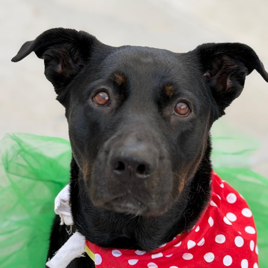 Enlarge Lucy, a Adoptable mixed breed in Durango, CO image 3/4