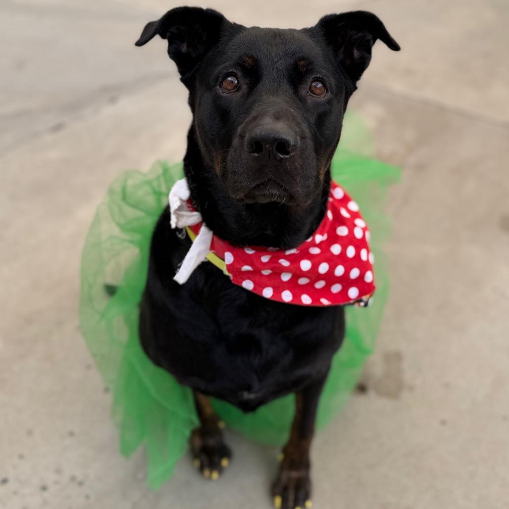 Enlarge Lucy, a Adoptable mixed breed in Durango, CO image 4/4
