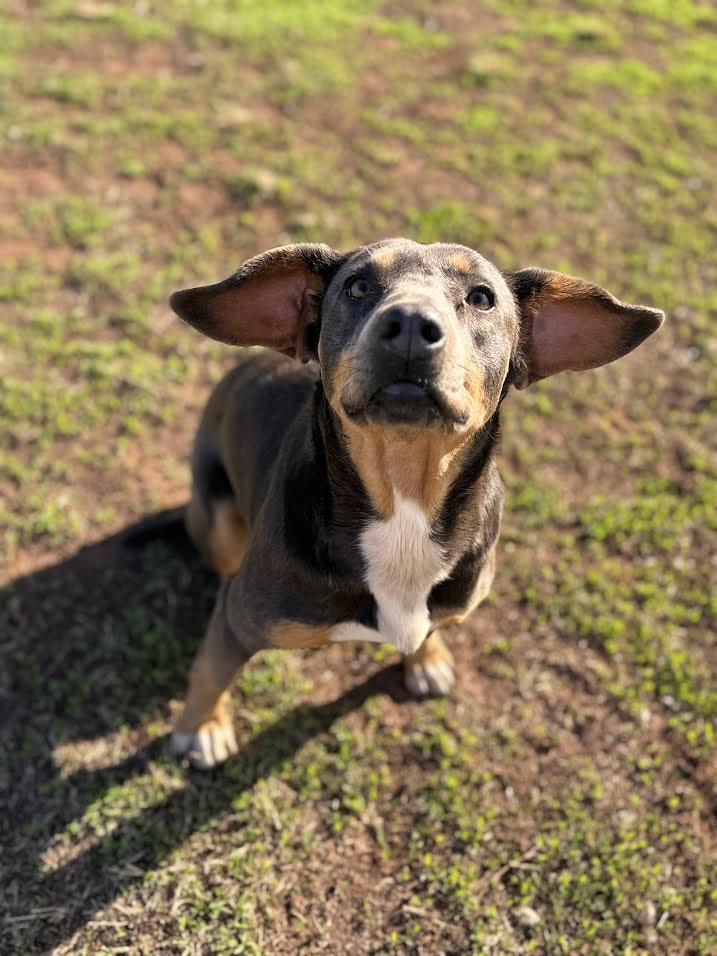 Enlarge Parkay, an adopted Mixed Breed in Chickasha, OK image 2/3