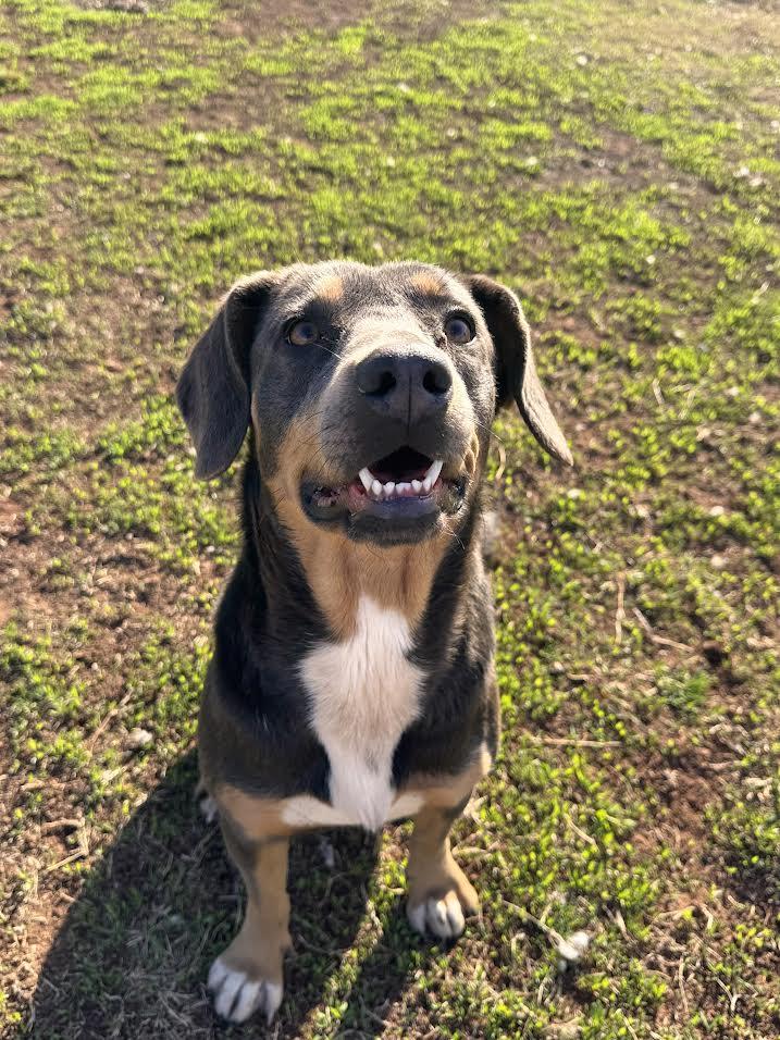 Enlarge Parkay, an adopted Mixed Breed in Chickasha, OK image 3/3
