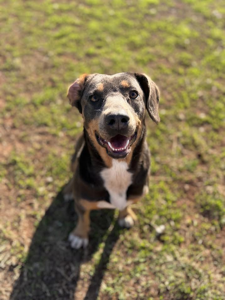 Parkay, adopted, Adult Female Mixed Breed.