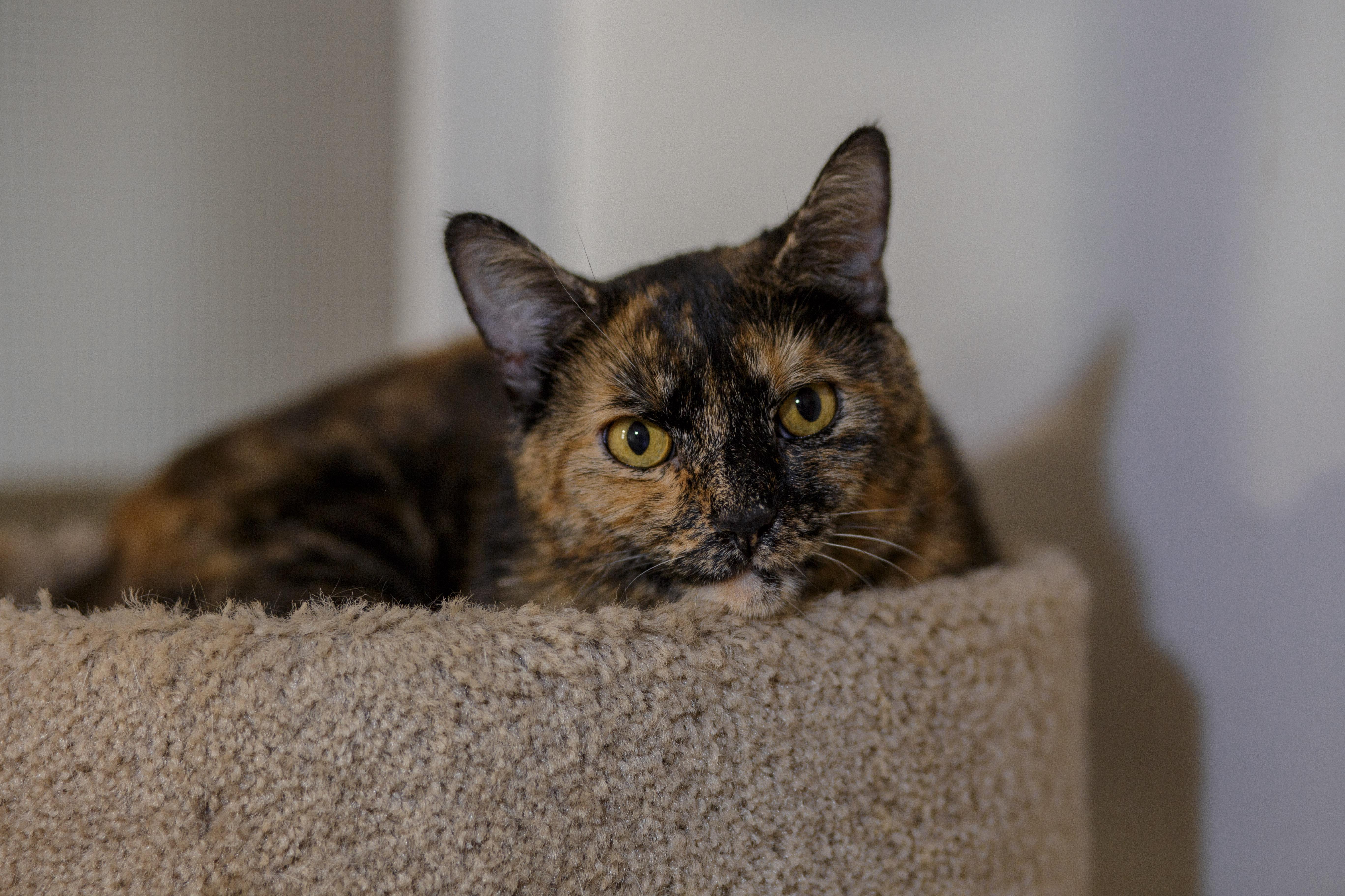 Coco, ADOPTABLE, Adult Female Domestic Short Hair.